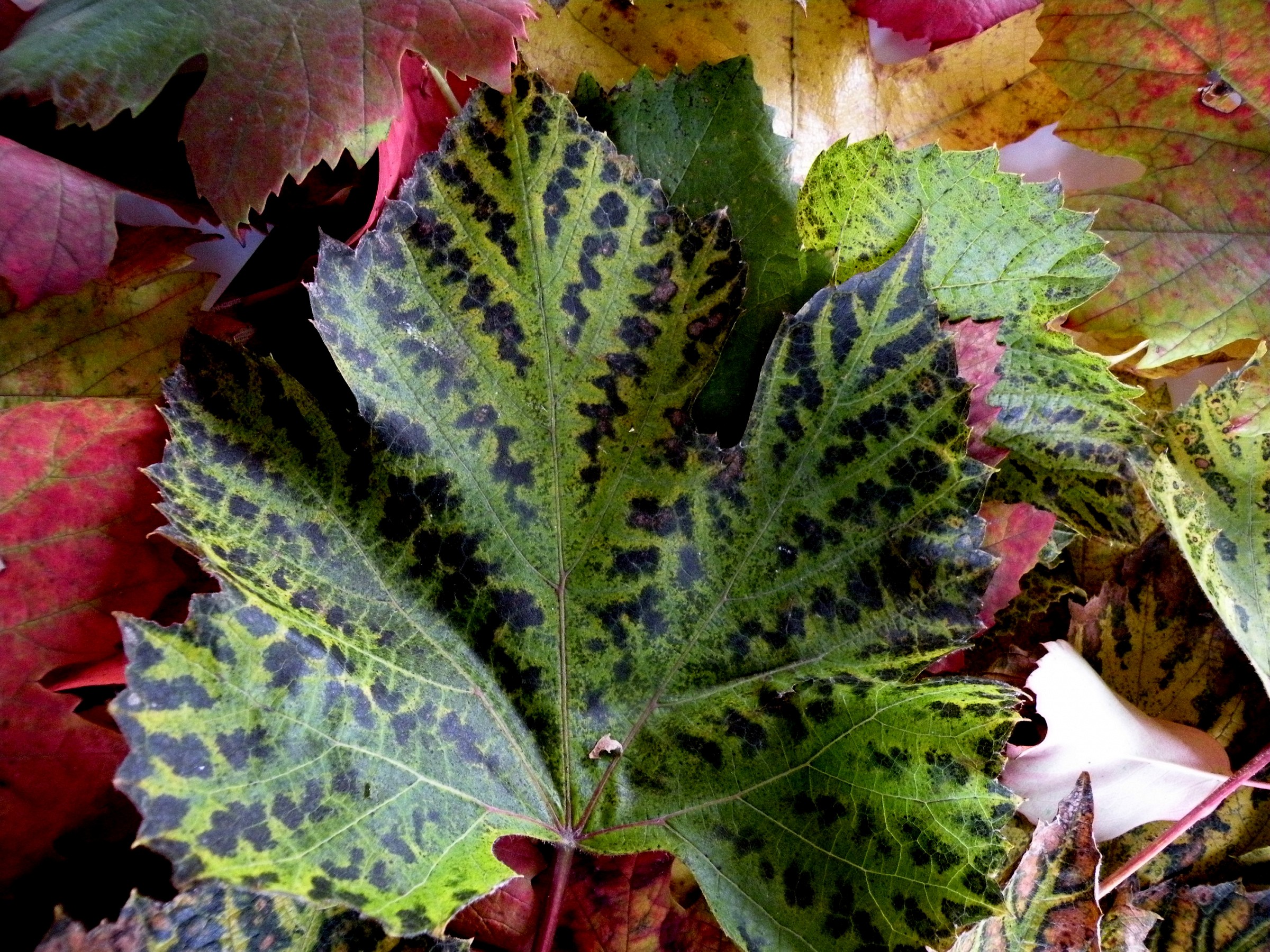 vine leaf devoid of minerals essnziali