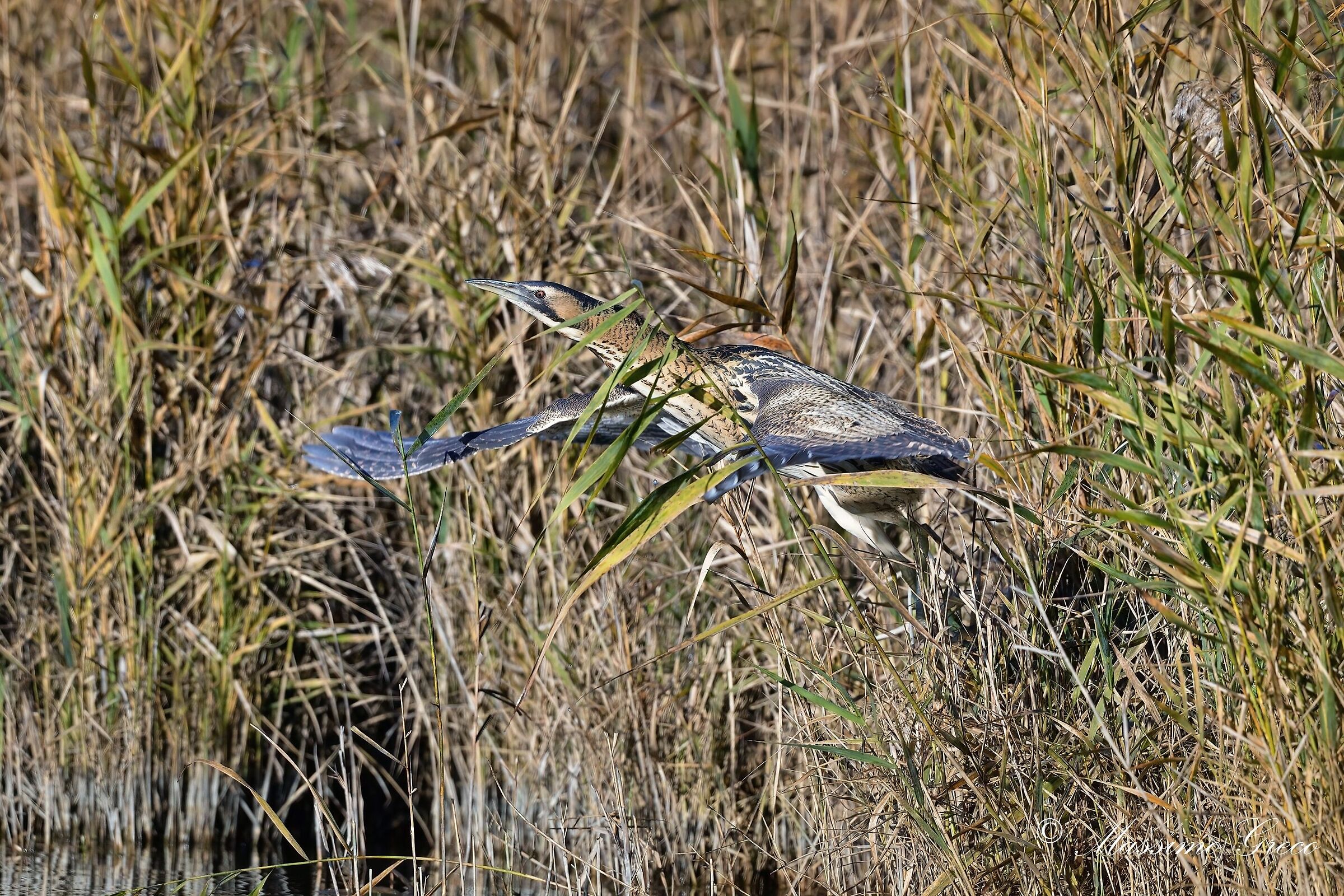 Bittern (Botaurus stellaris)