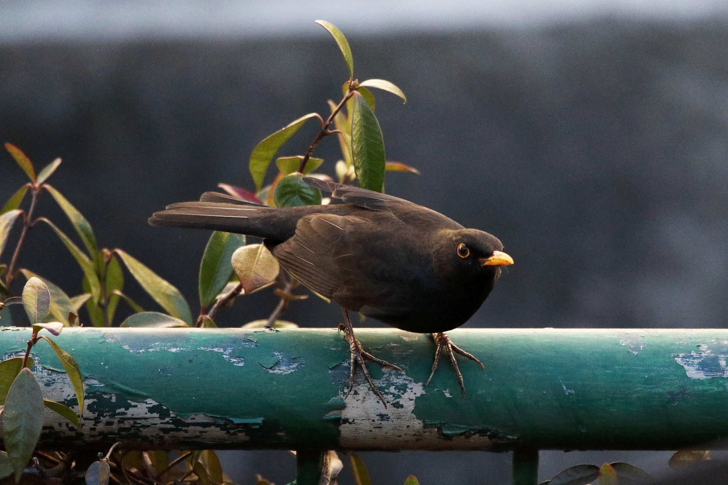 blackbird