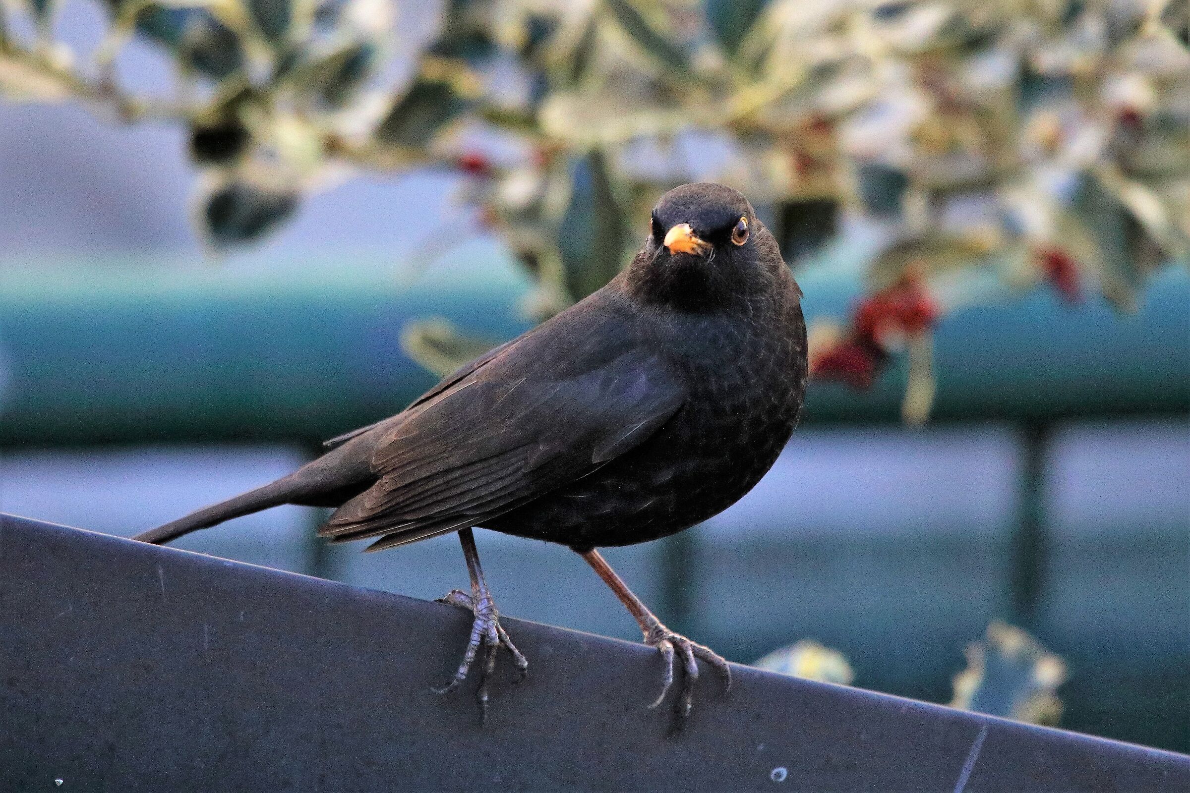 blackbird