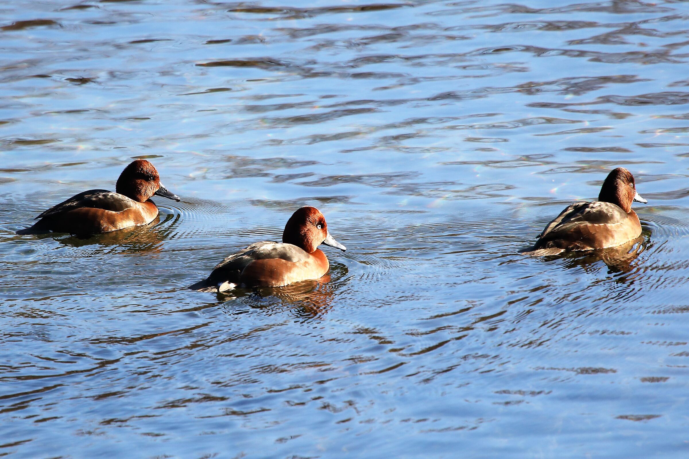 Morette tobacconists