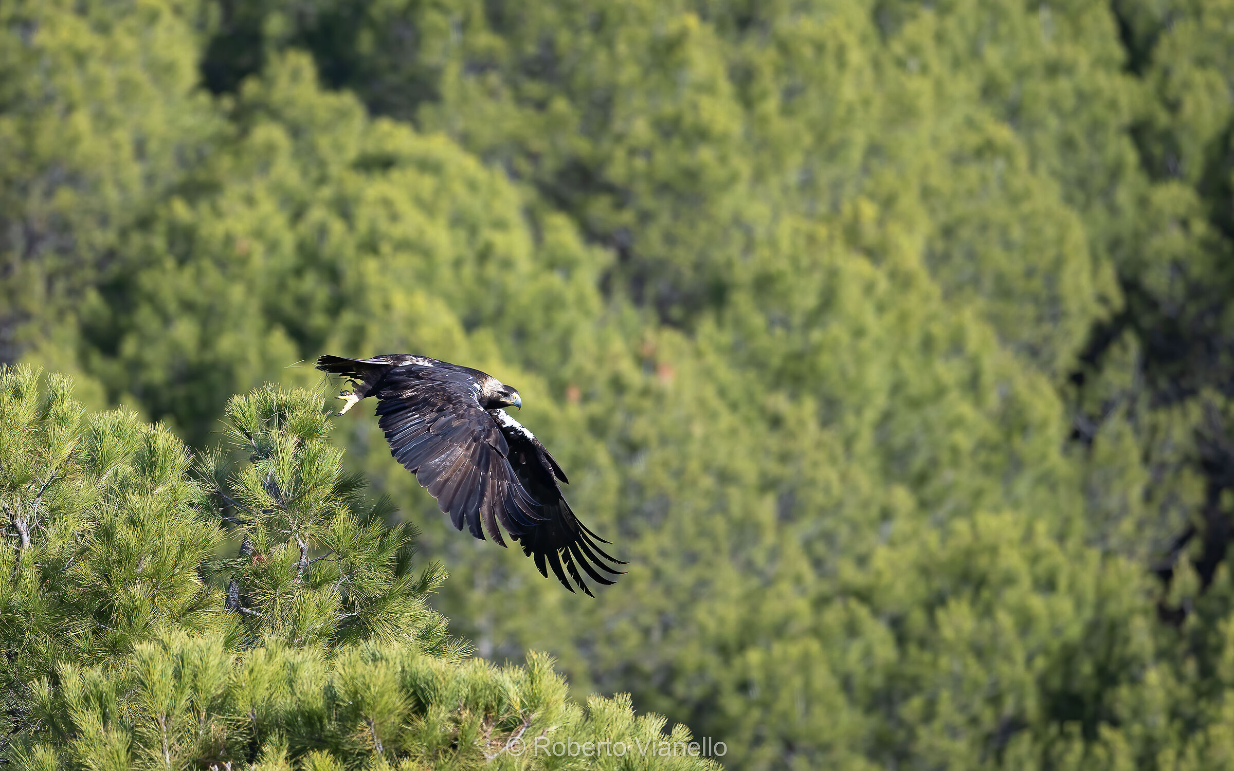Aquila imperiale iberica (Aquila adalberti)