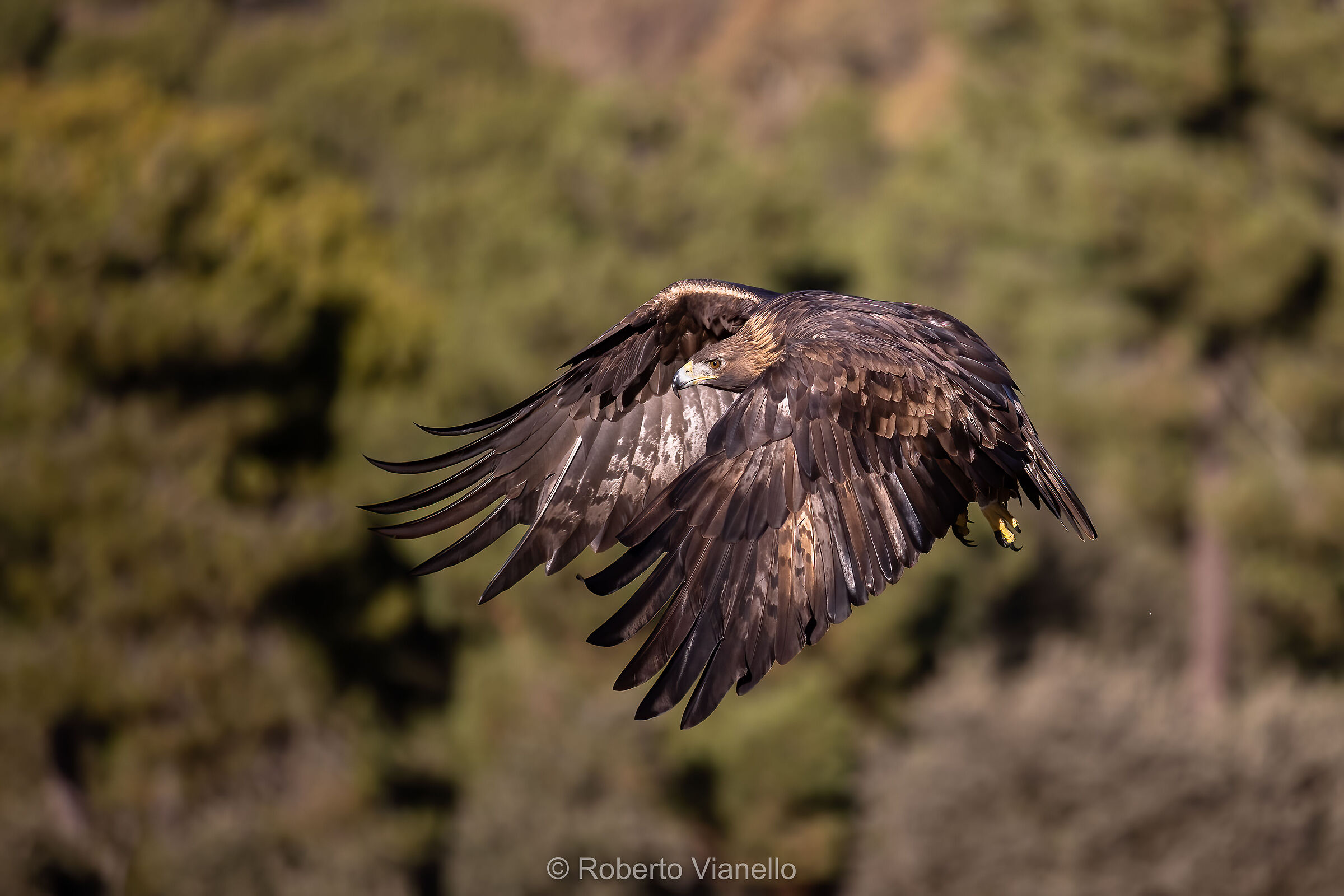 Aquila reale (Aquila chrysaetos)