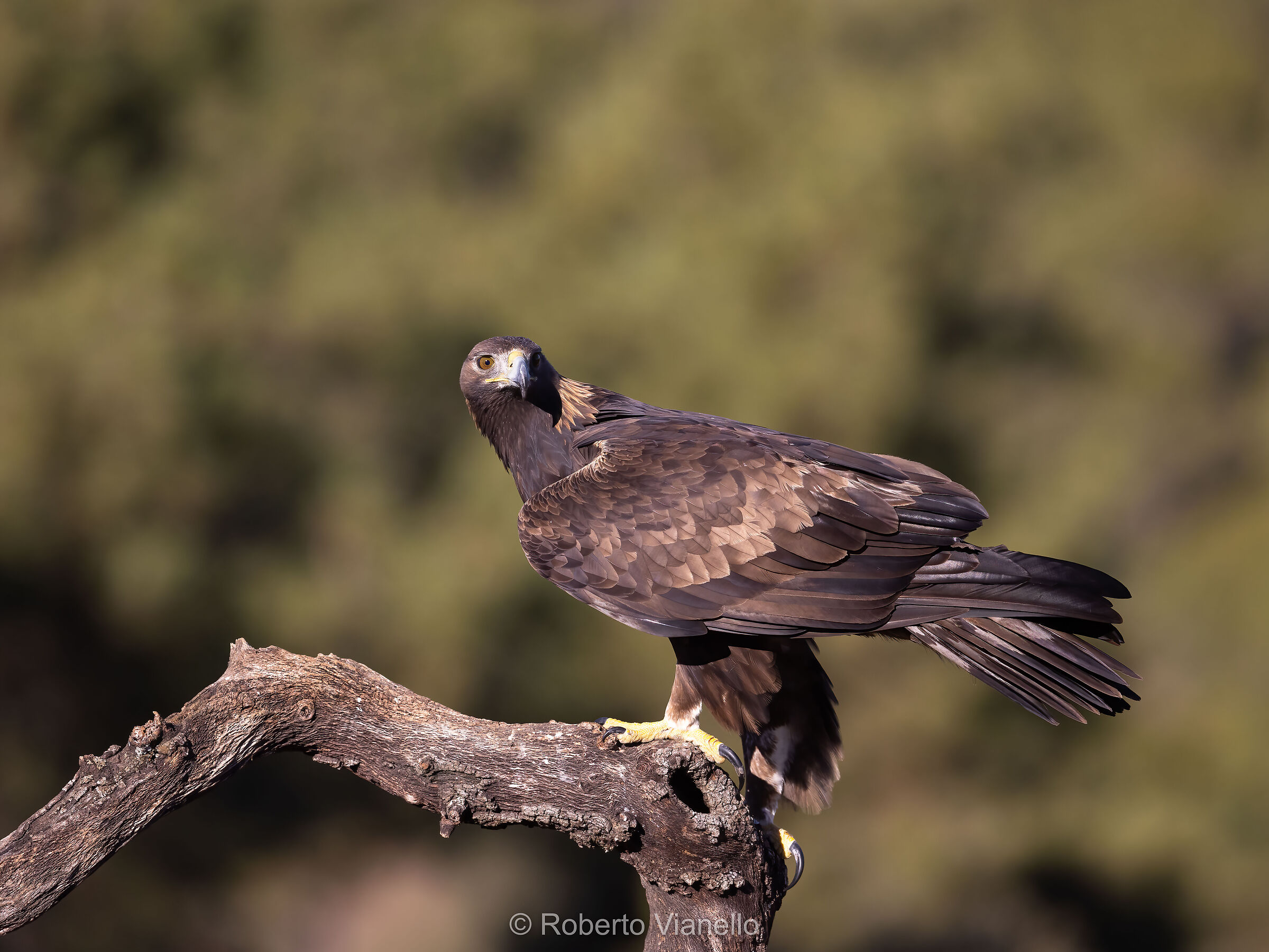 Aquila reale (Aquila chrysaetos)