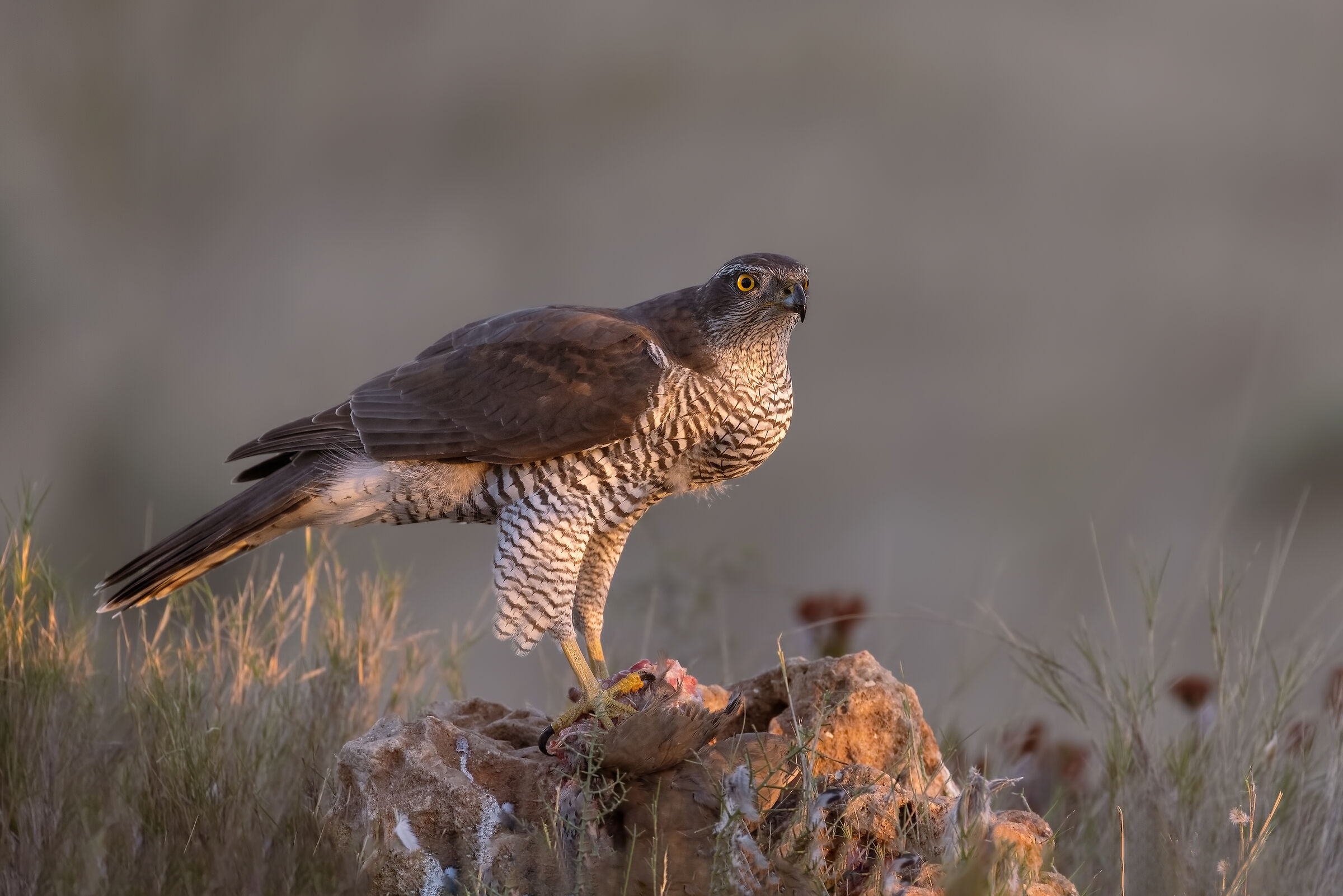 Goshawk, breakfast with Partridge.