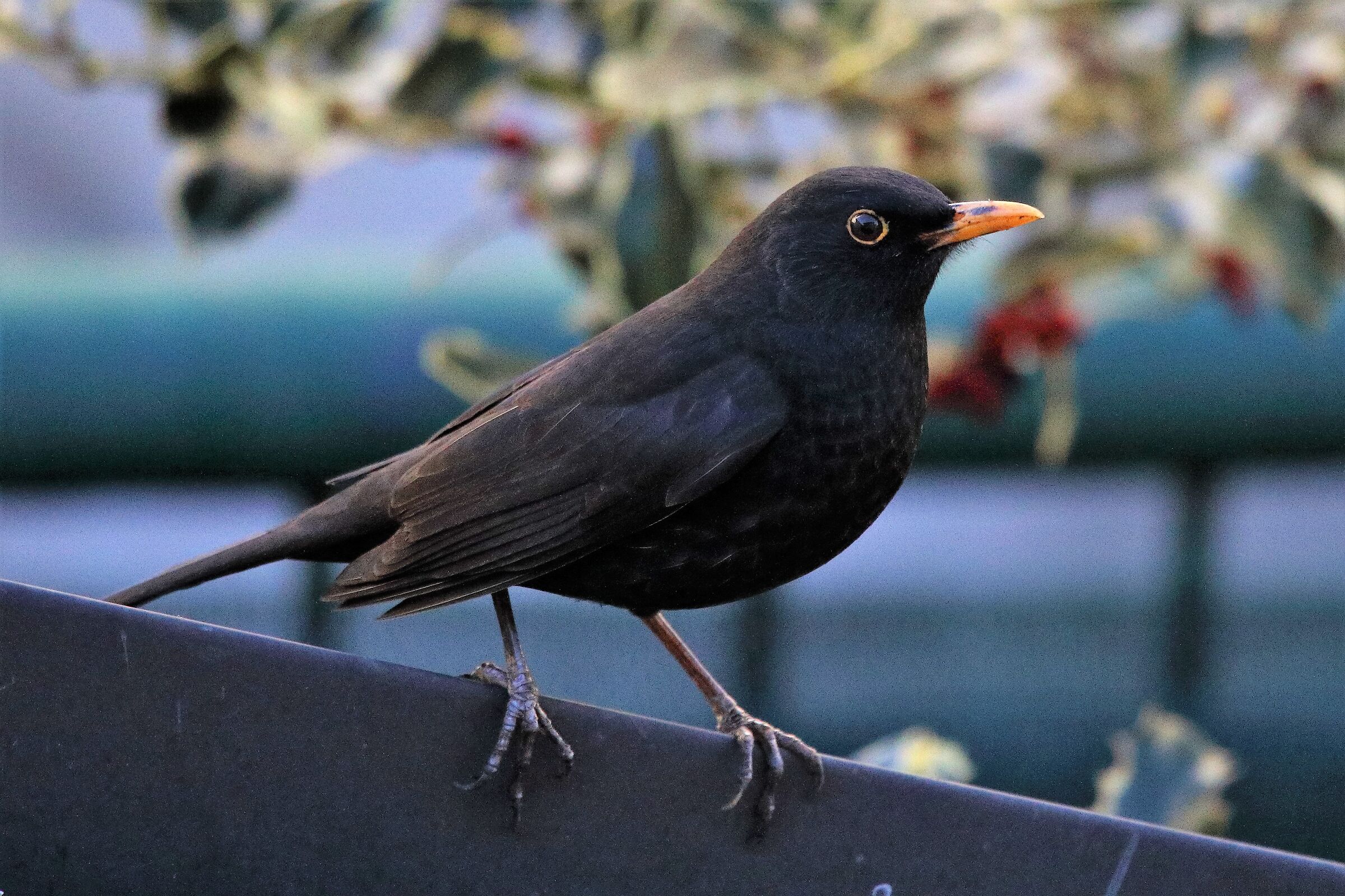 blackbird