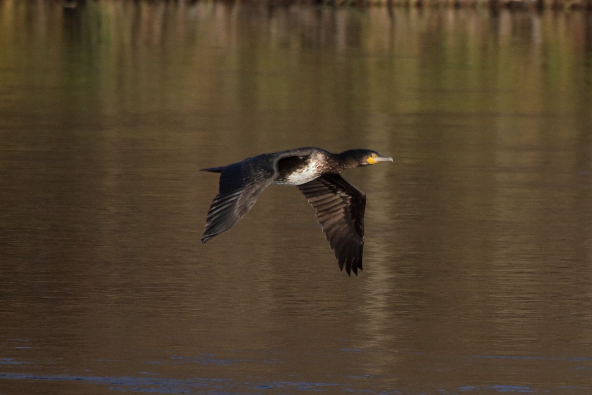 Cormorant