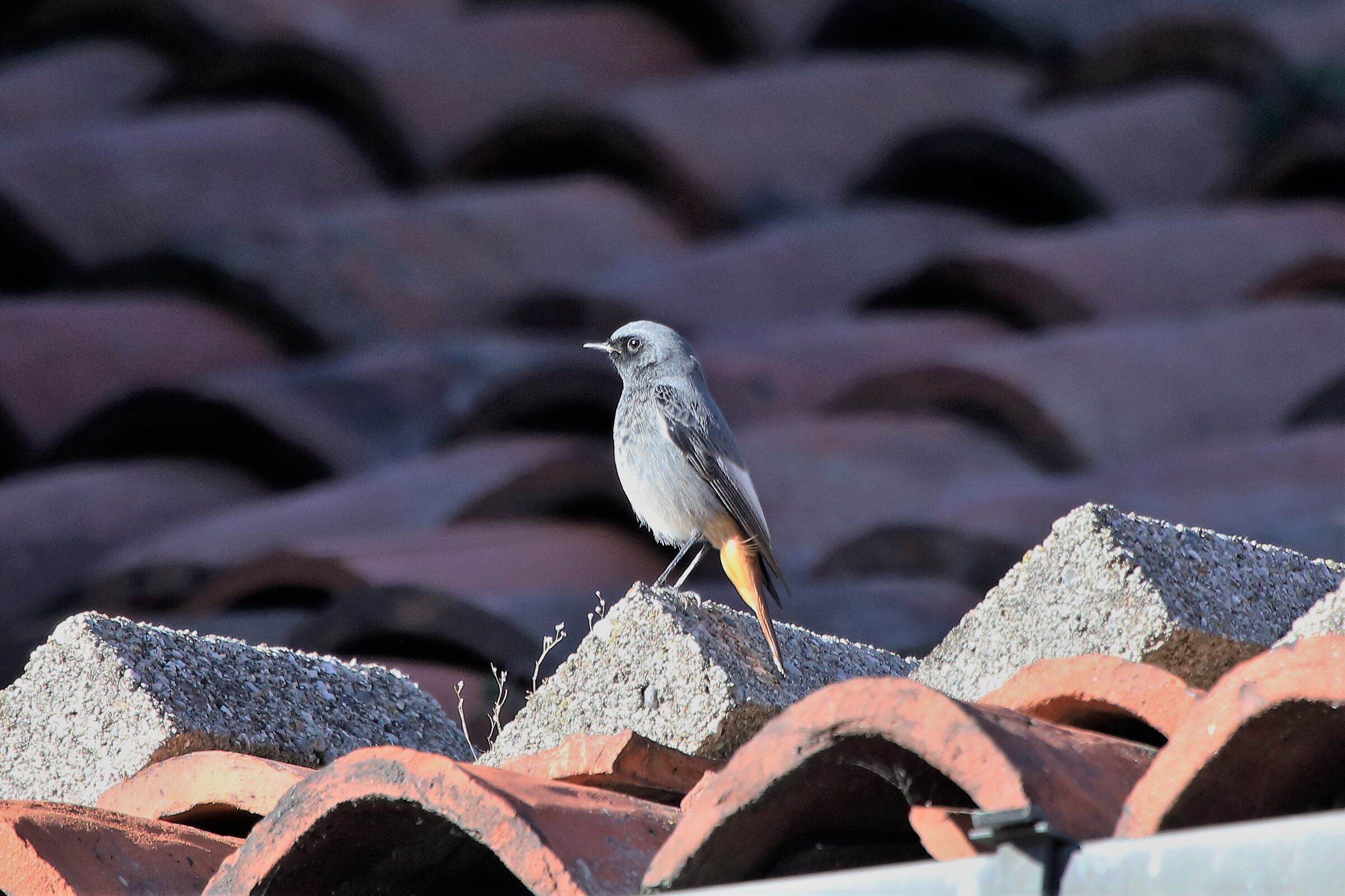 Redstart