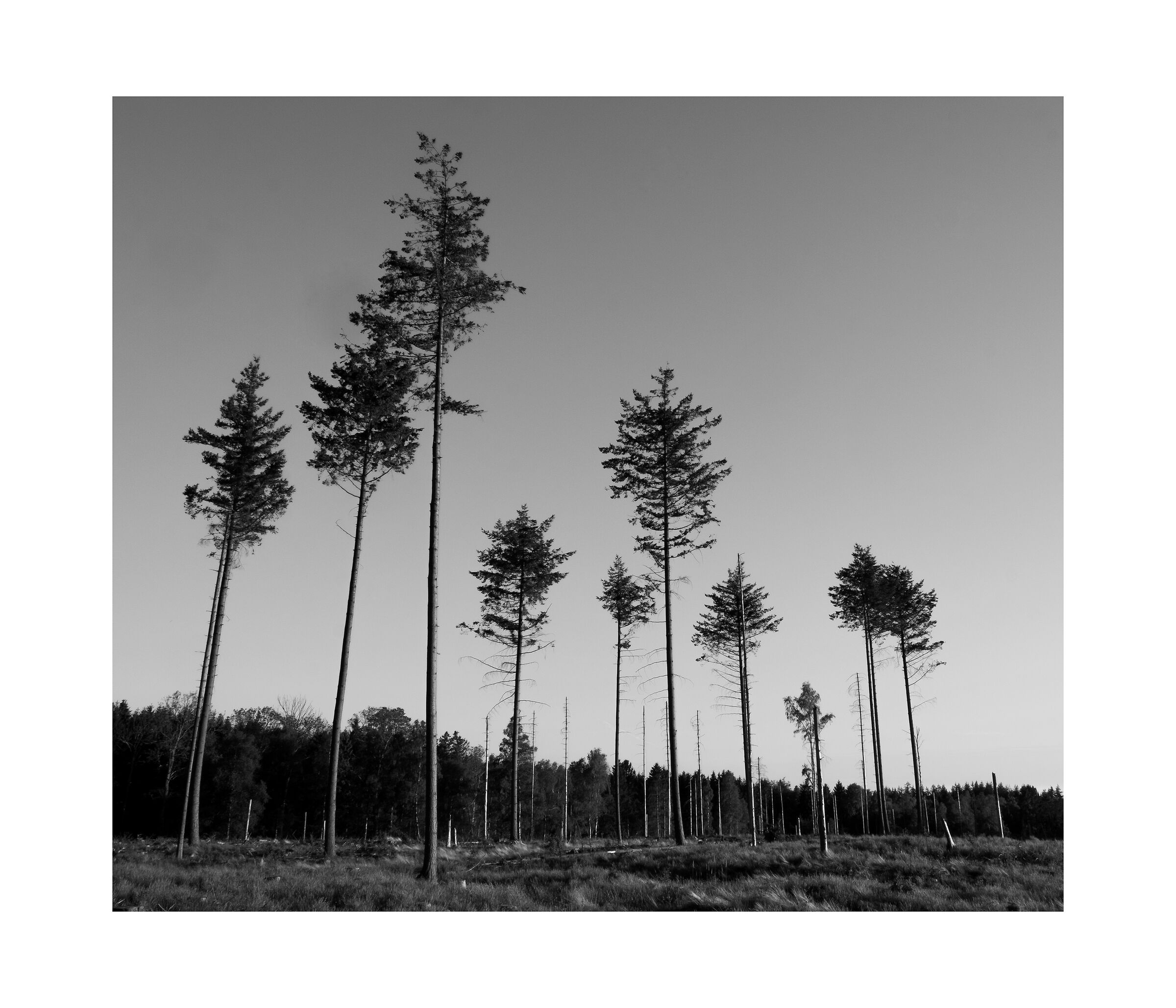 Forest in Bornholm