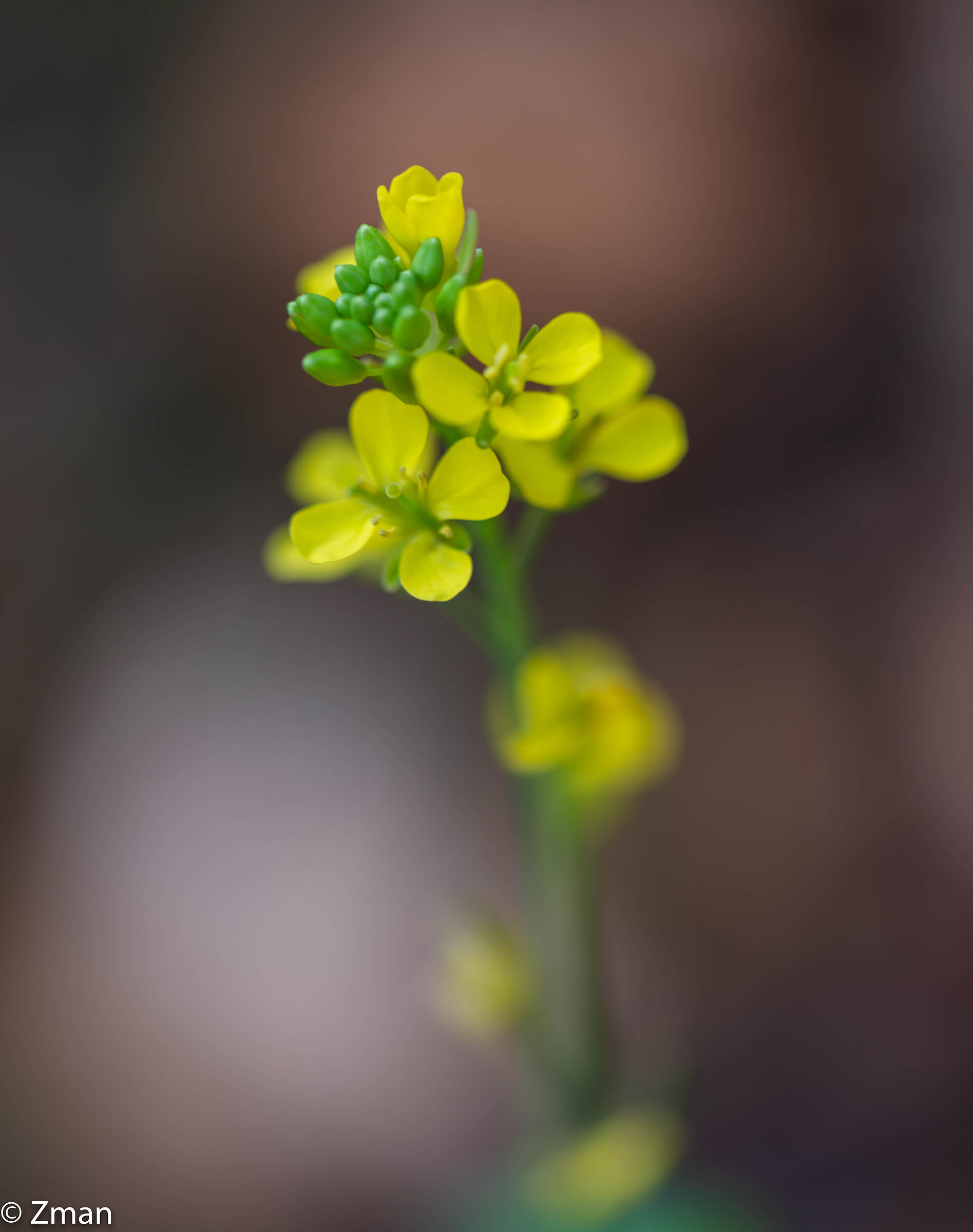 Yellow and Beautiful