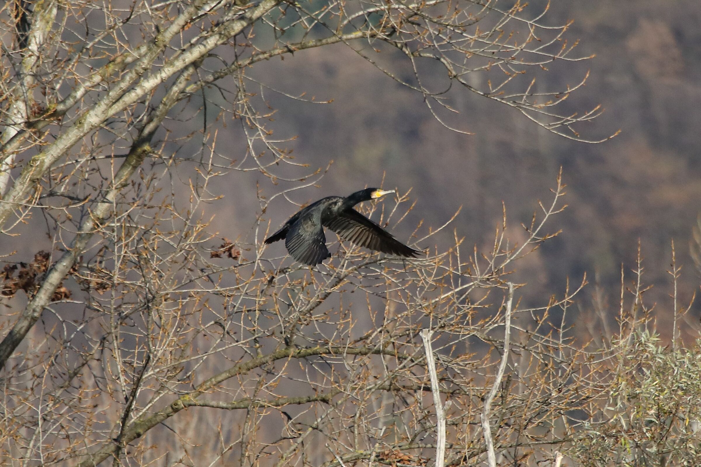 Cormorant