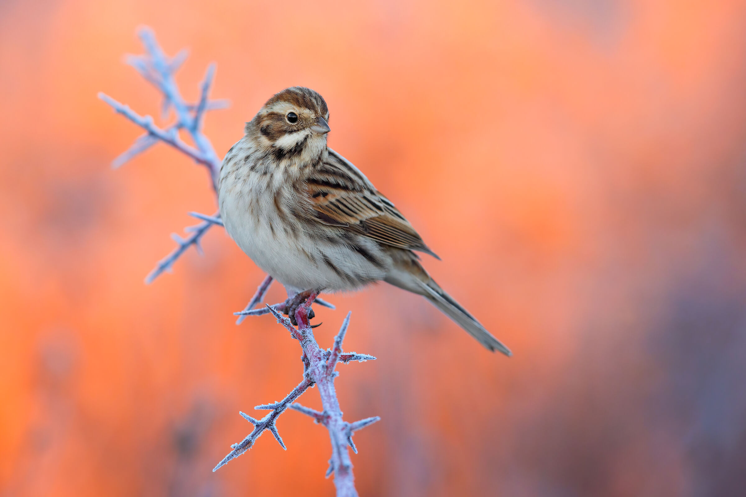 Migliarino di Palude