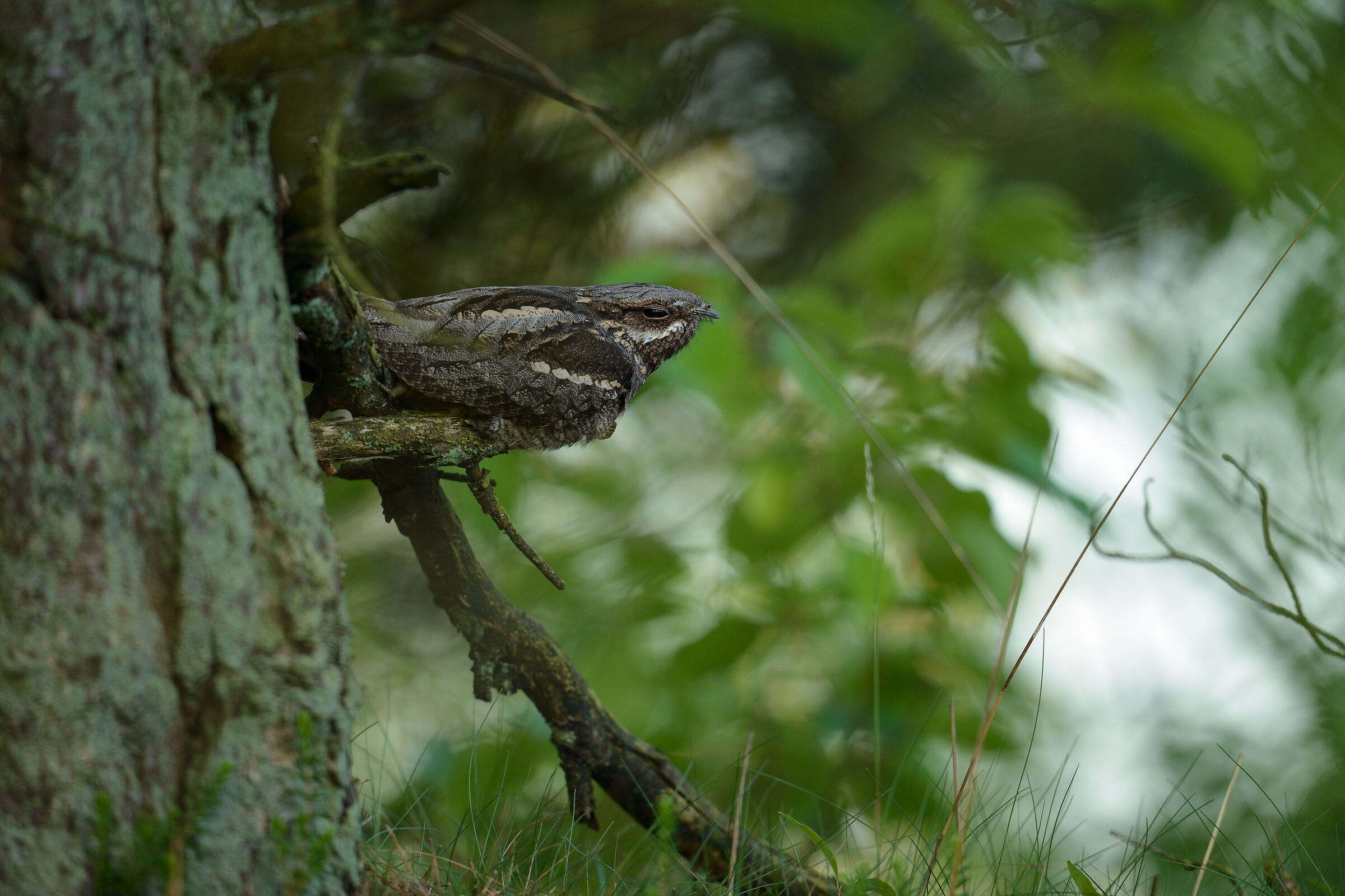 European nightjar