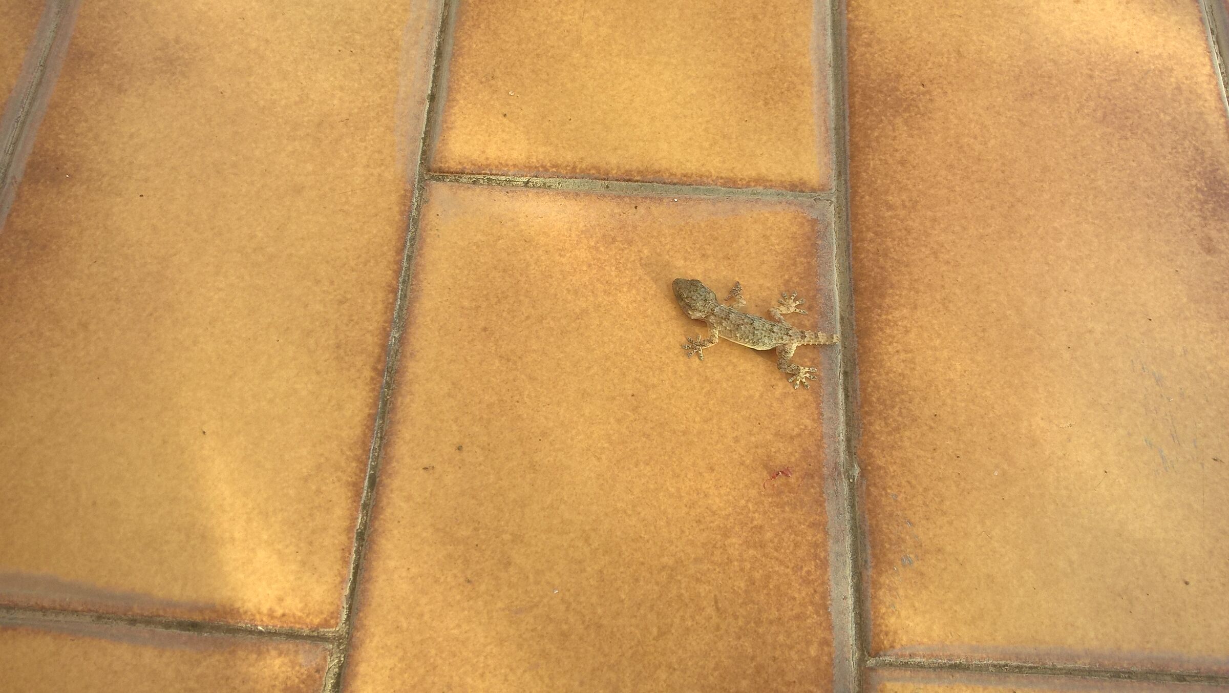 Gecko (apparently ready to run away)