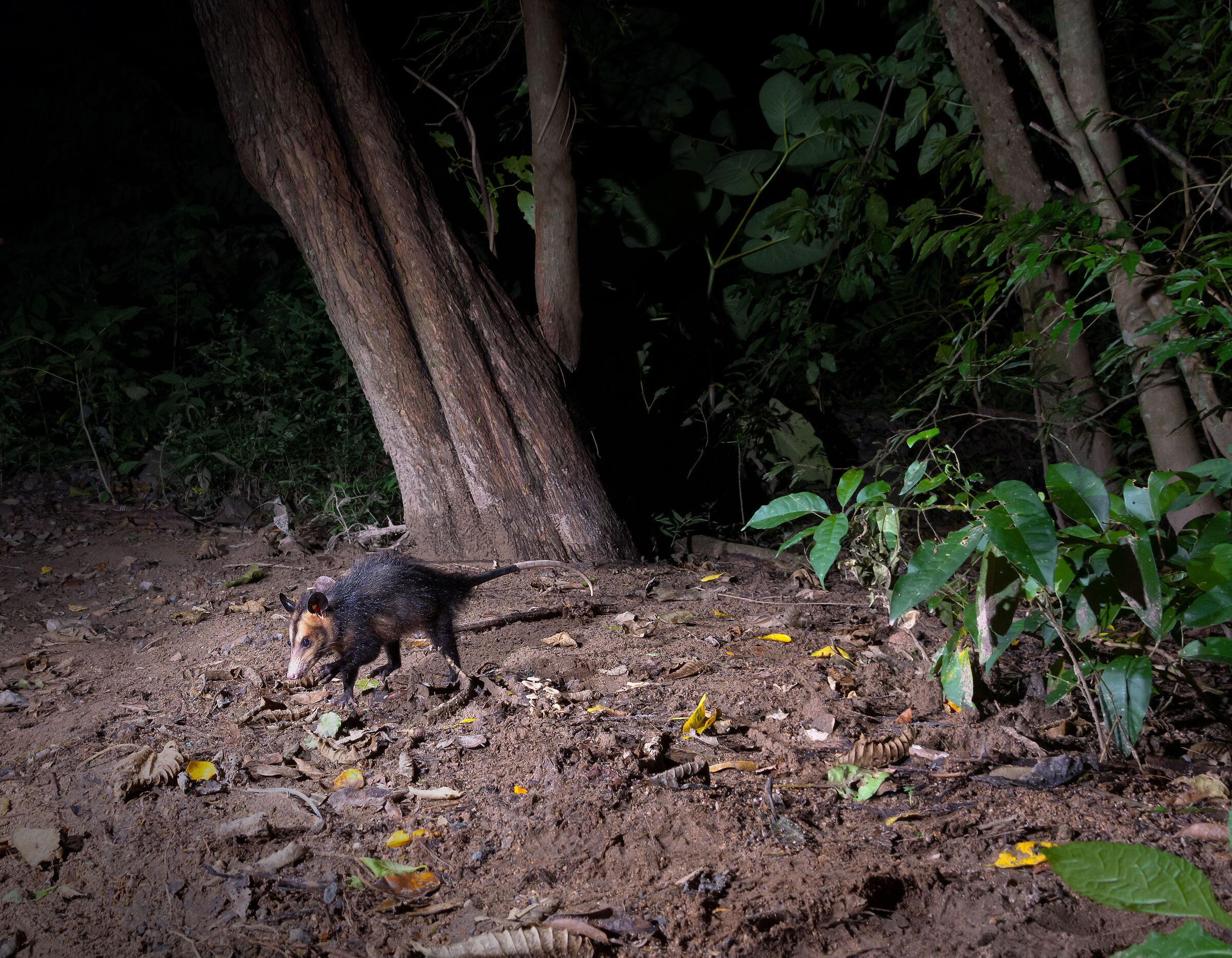 Didelphis marsupialis