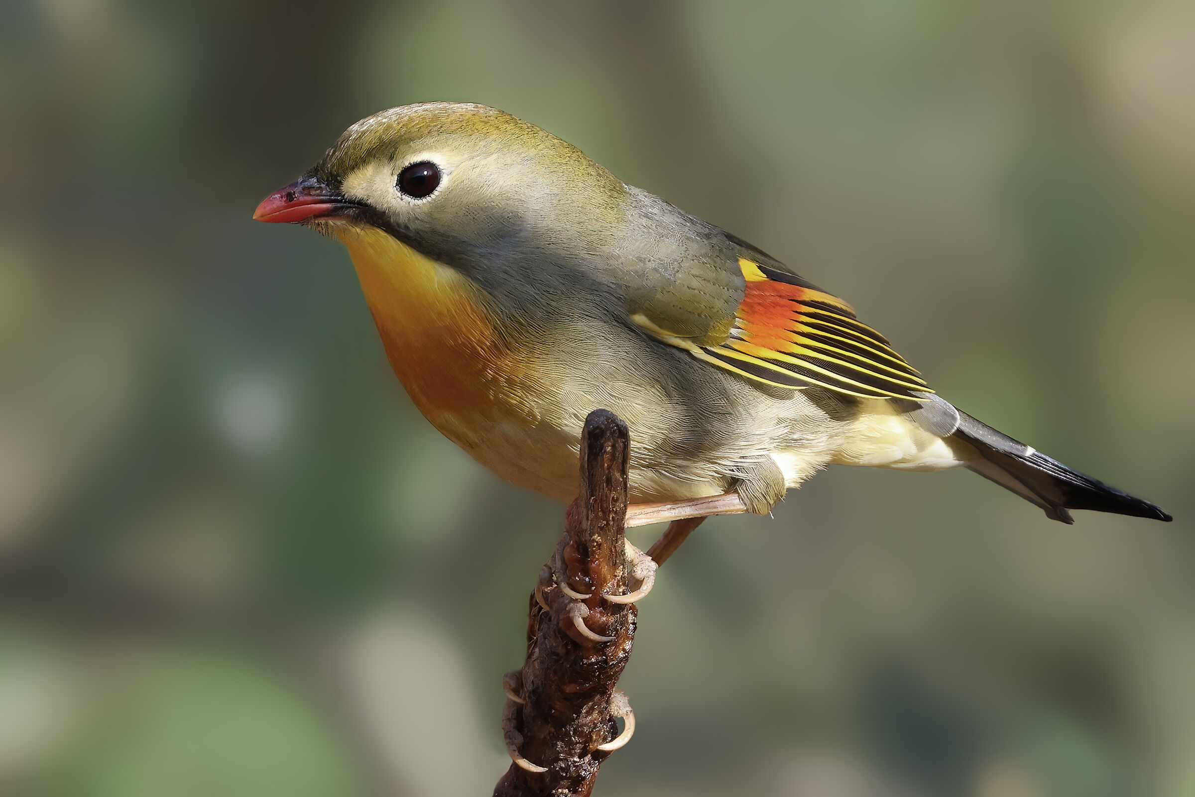 Nightingale of Japan