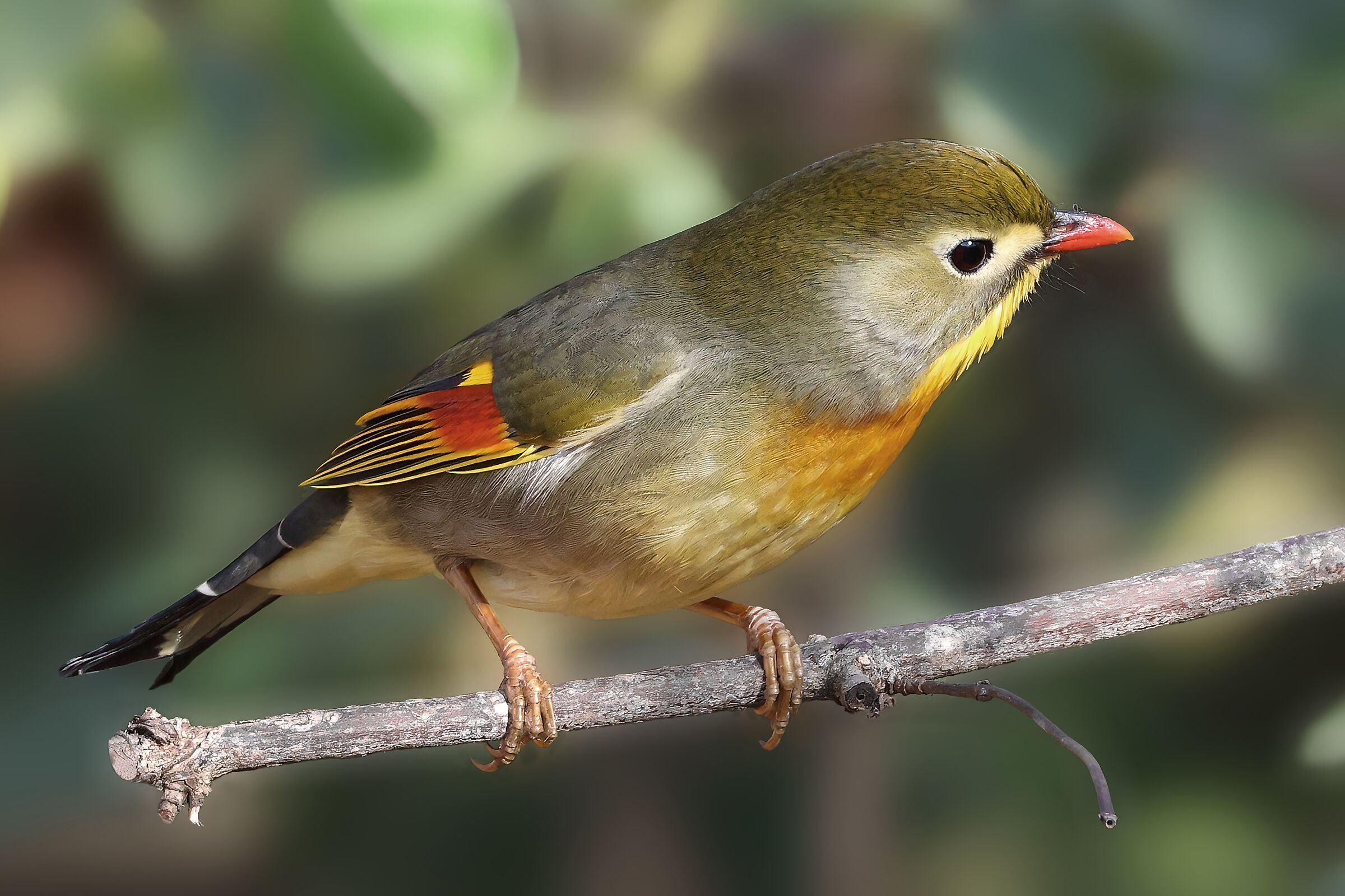 Nightingale of Japan