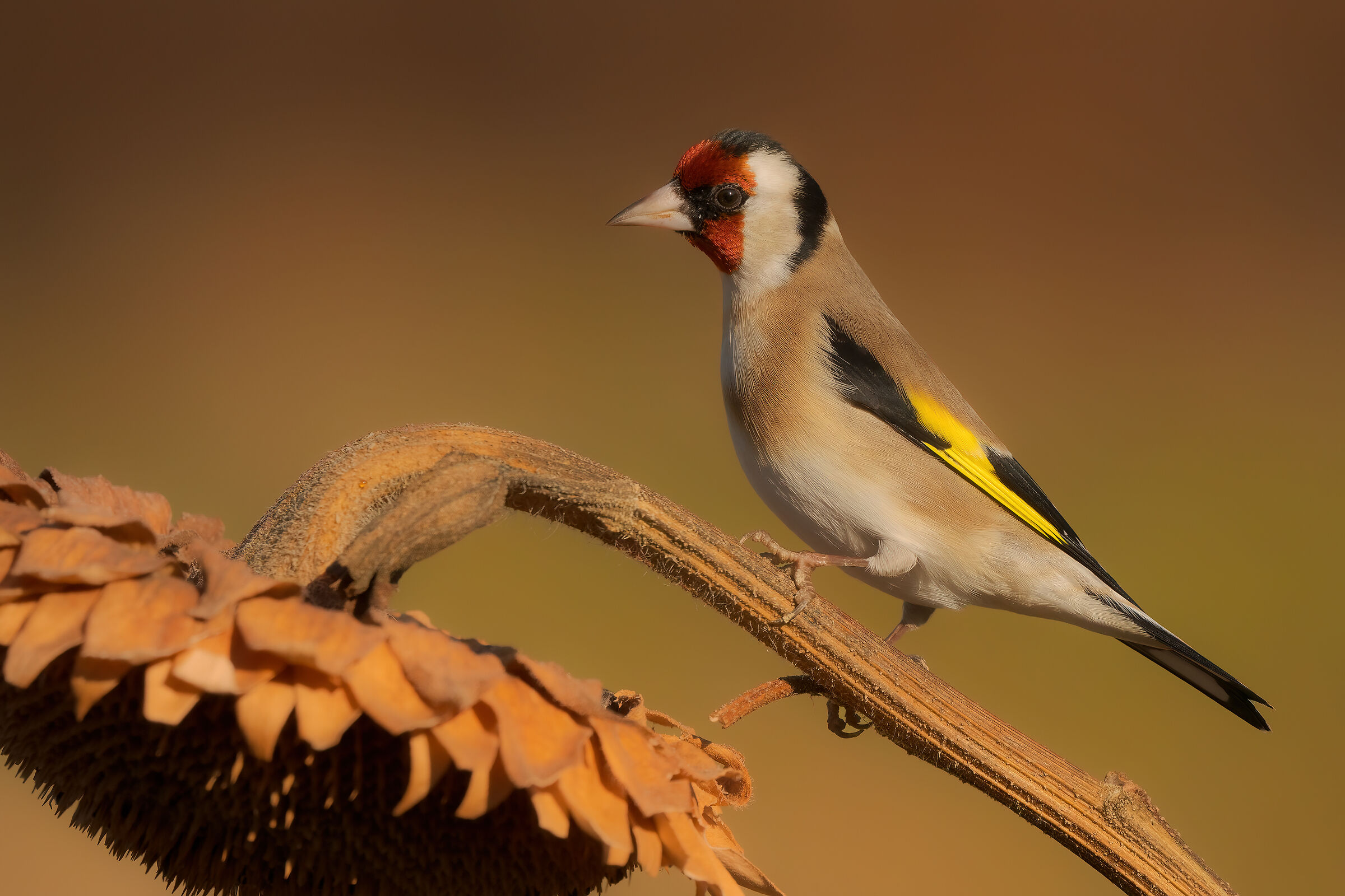 goldfinch