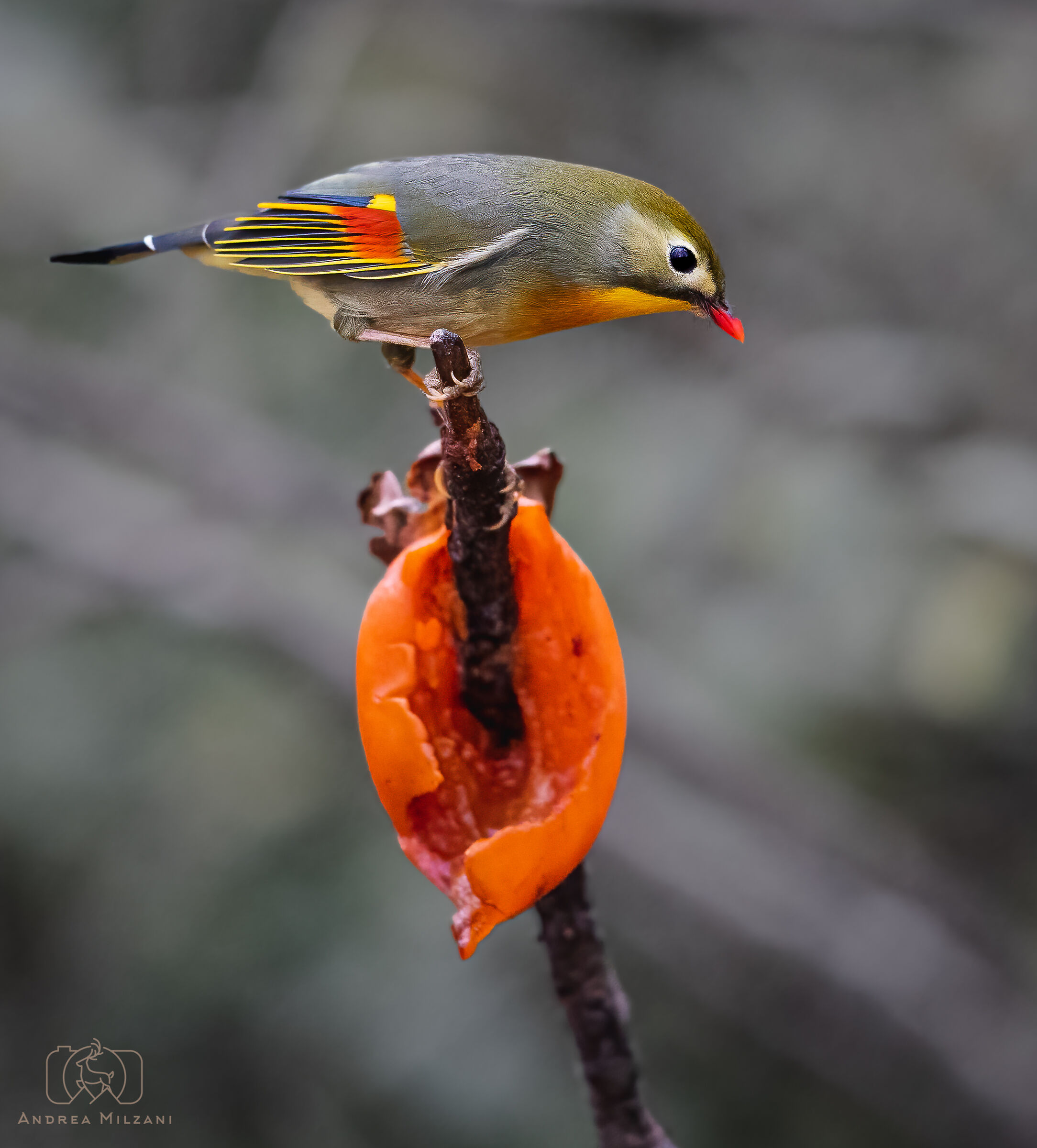 Usignolo del Giappone