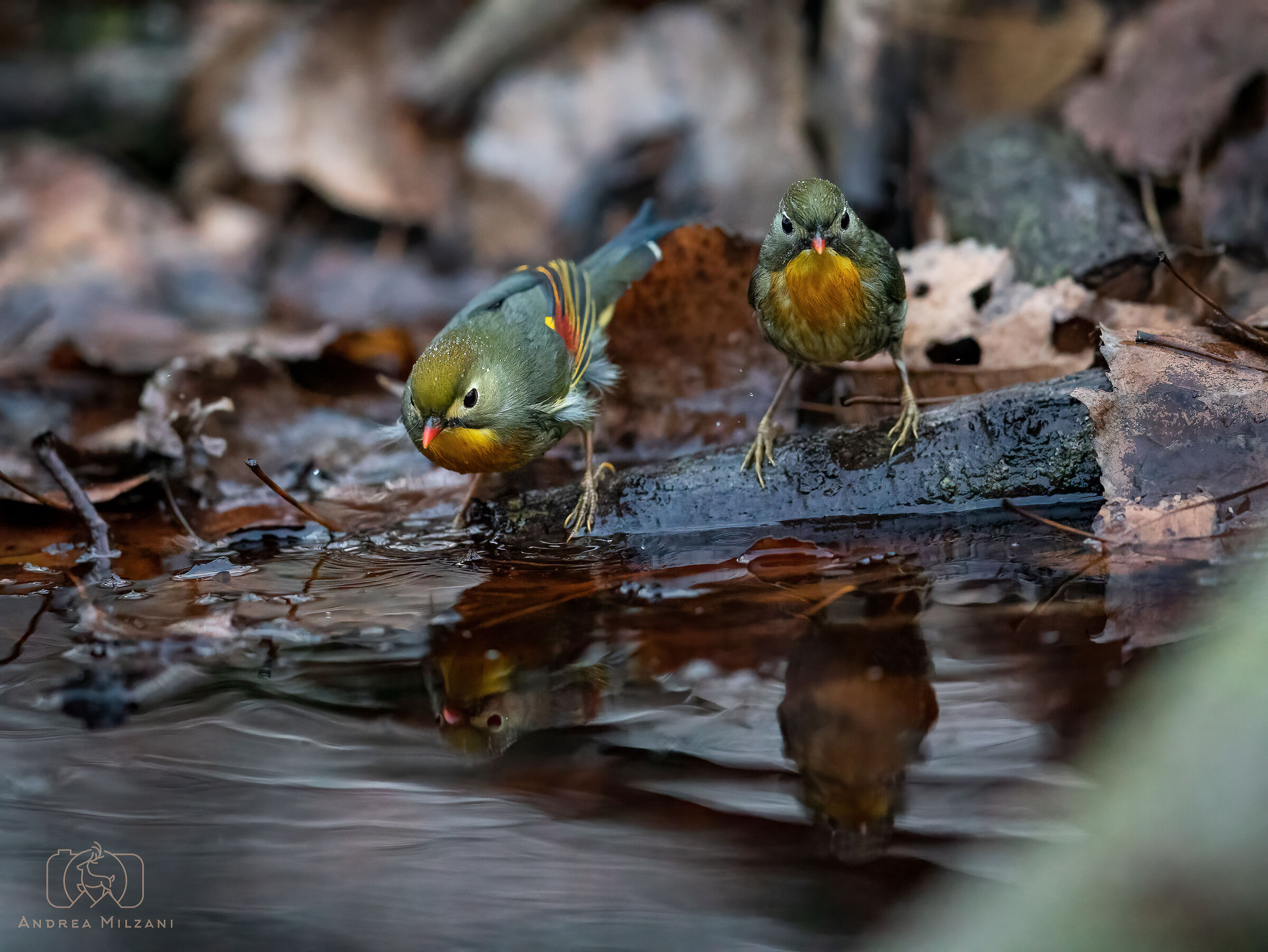 Usignoli del Giappone dopo il bagno