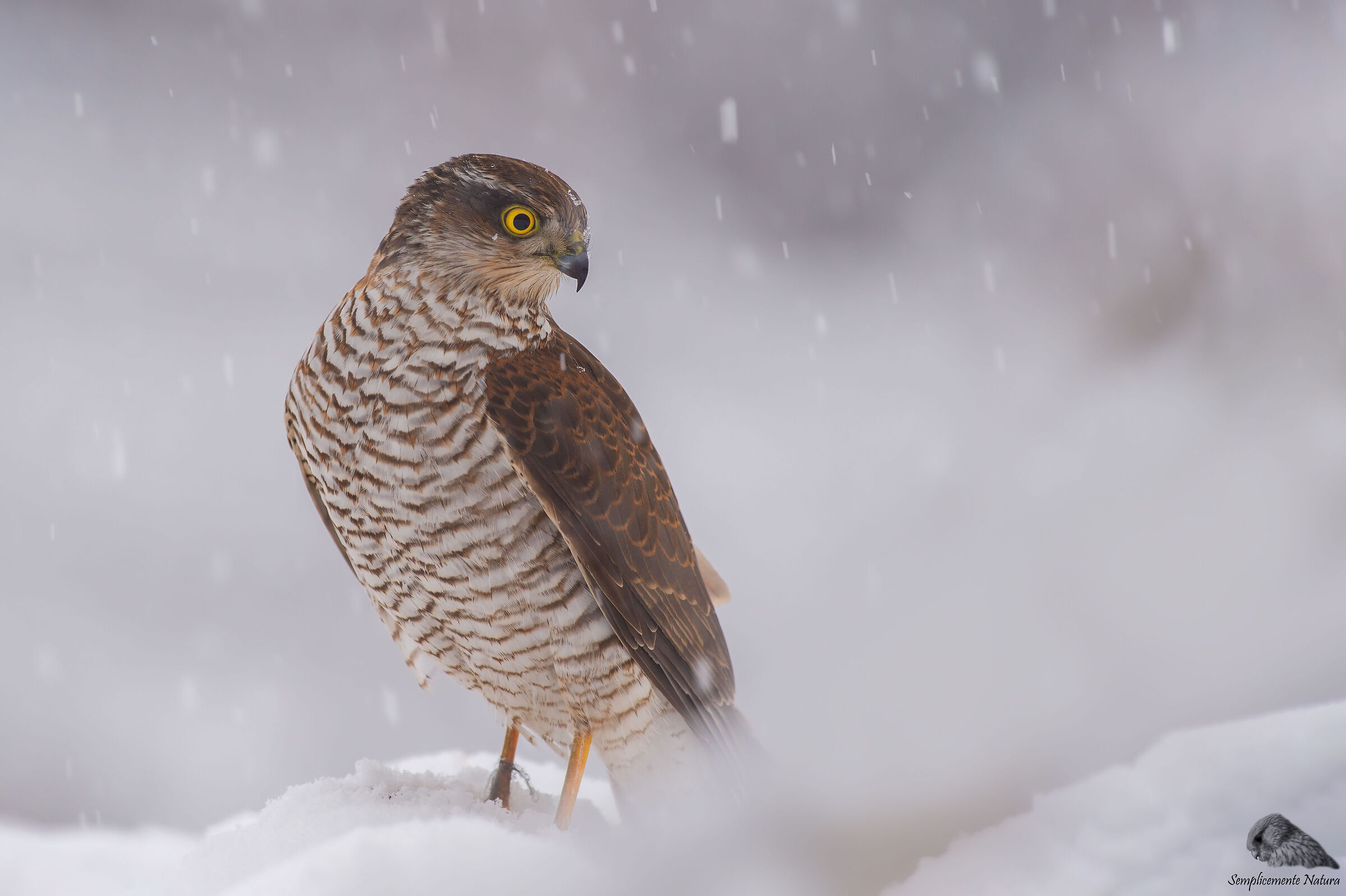 Sparrowhawk (Accipiter nisus)