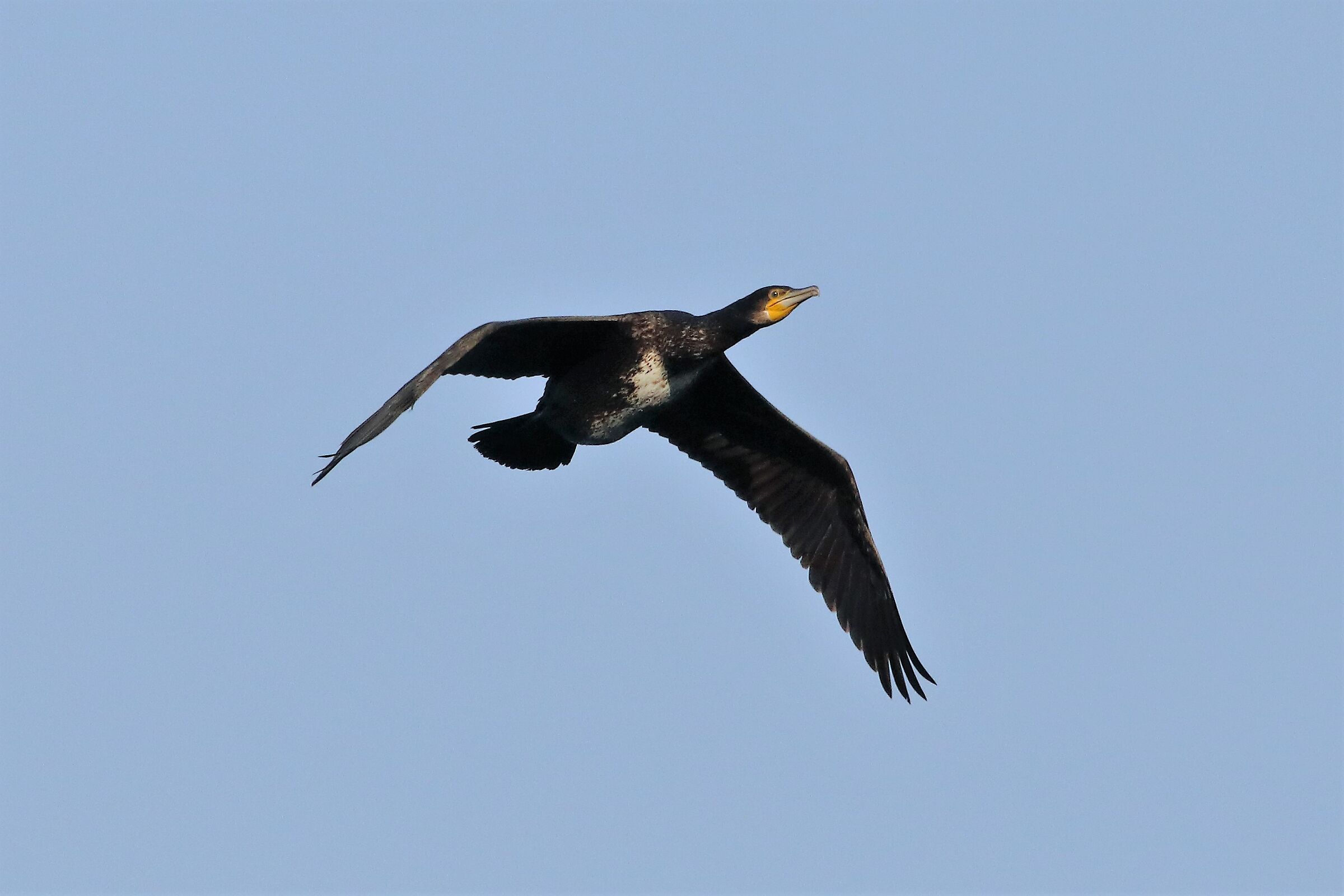 Cormorant