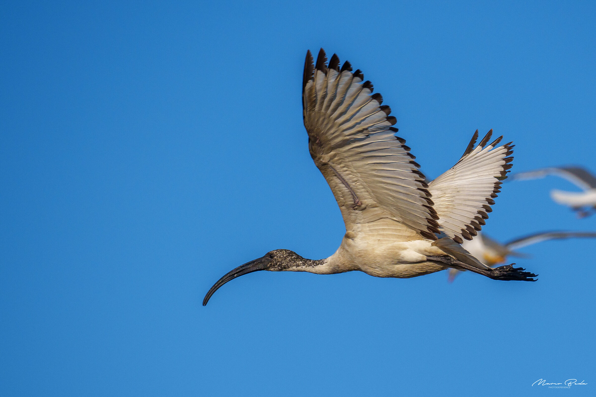ibis sacro