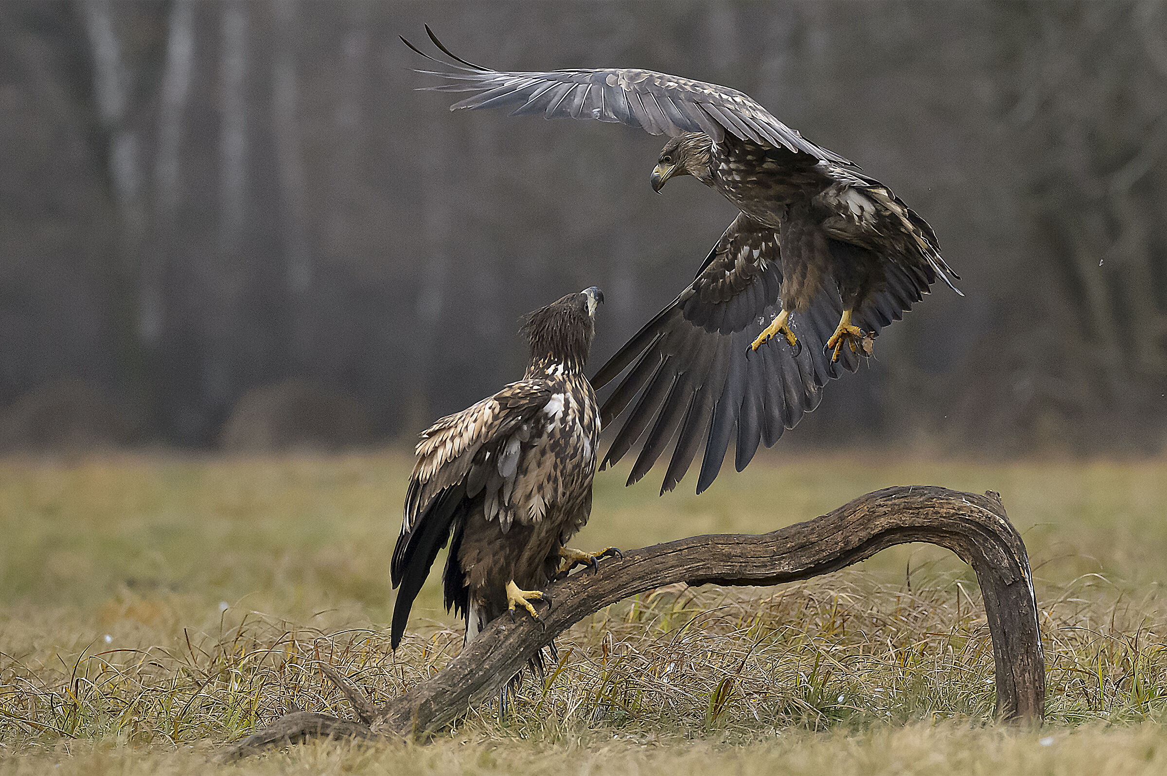 White tail sea eagle-Poland