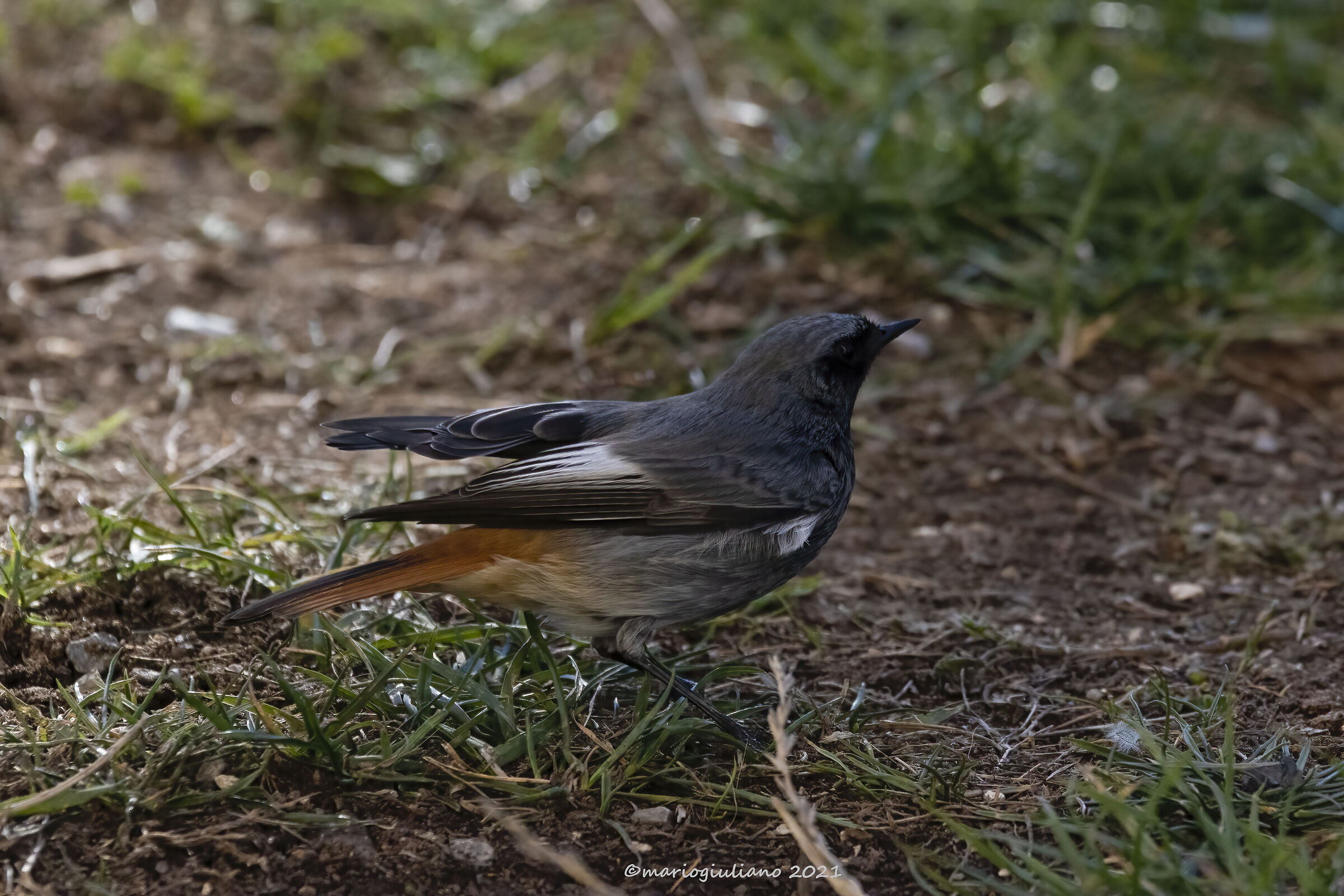 Black redstart