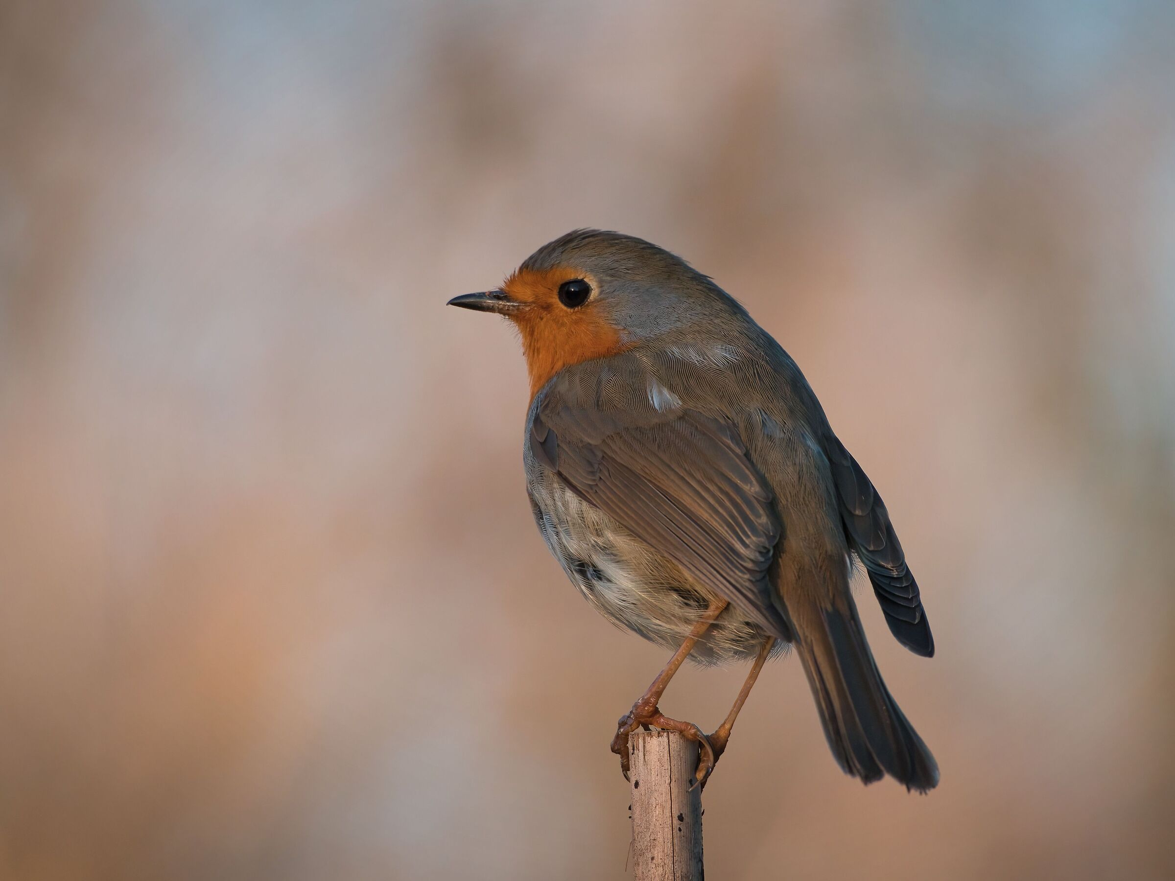 Robin at sunset