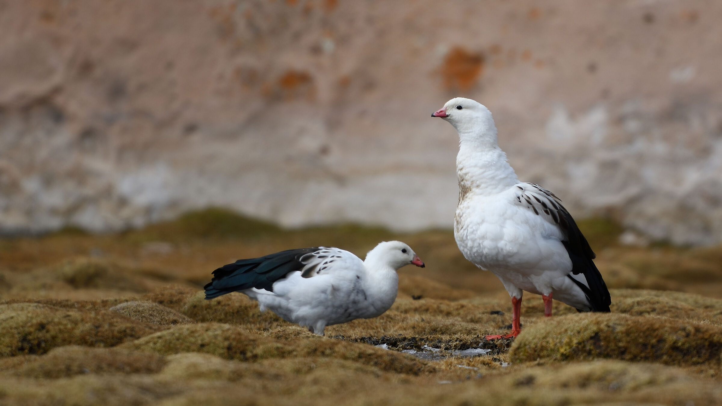 Andean geese (Bolivia)
