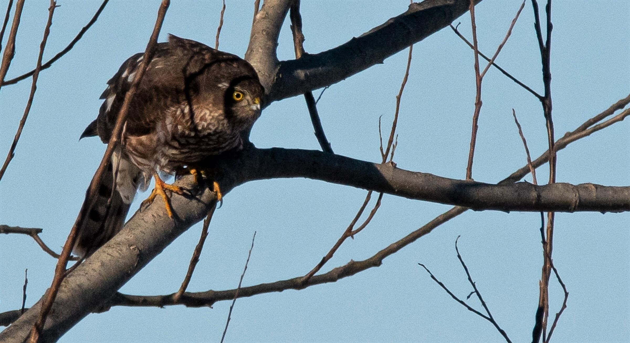 sparrowhawk