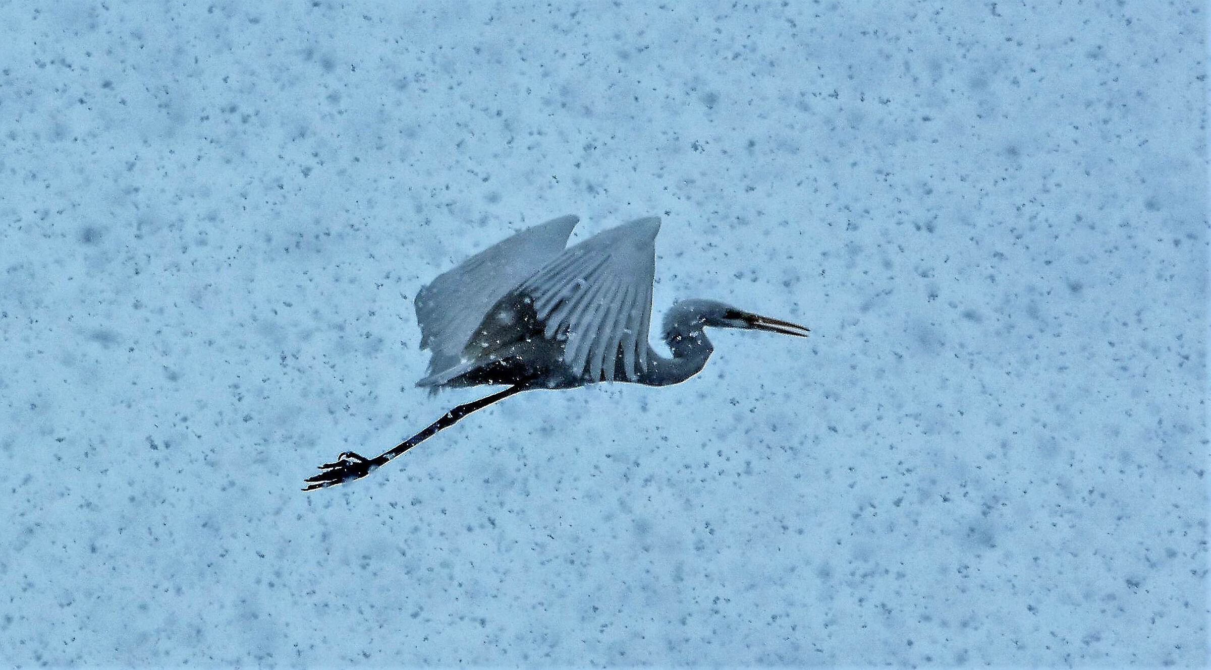 flying through the snow