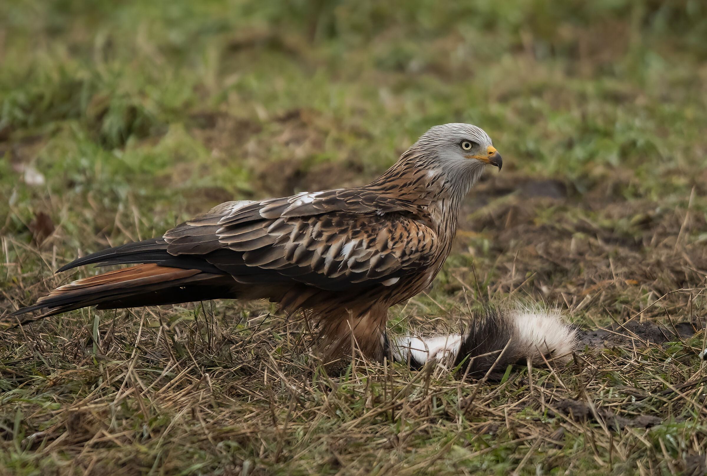 Rød Glente ved Rådyr