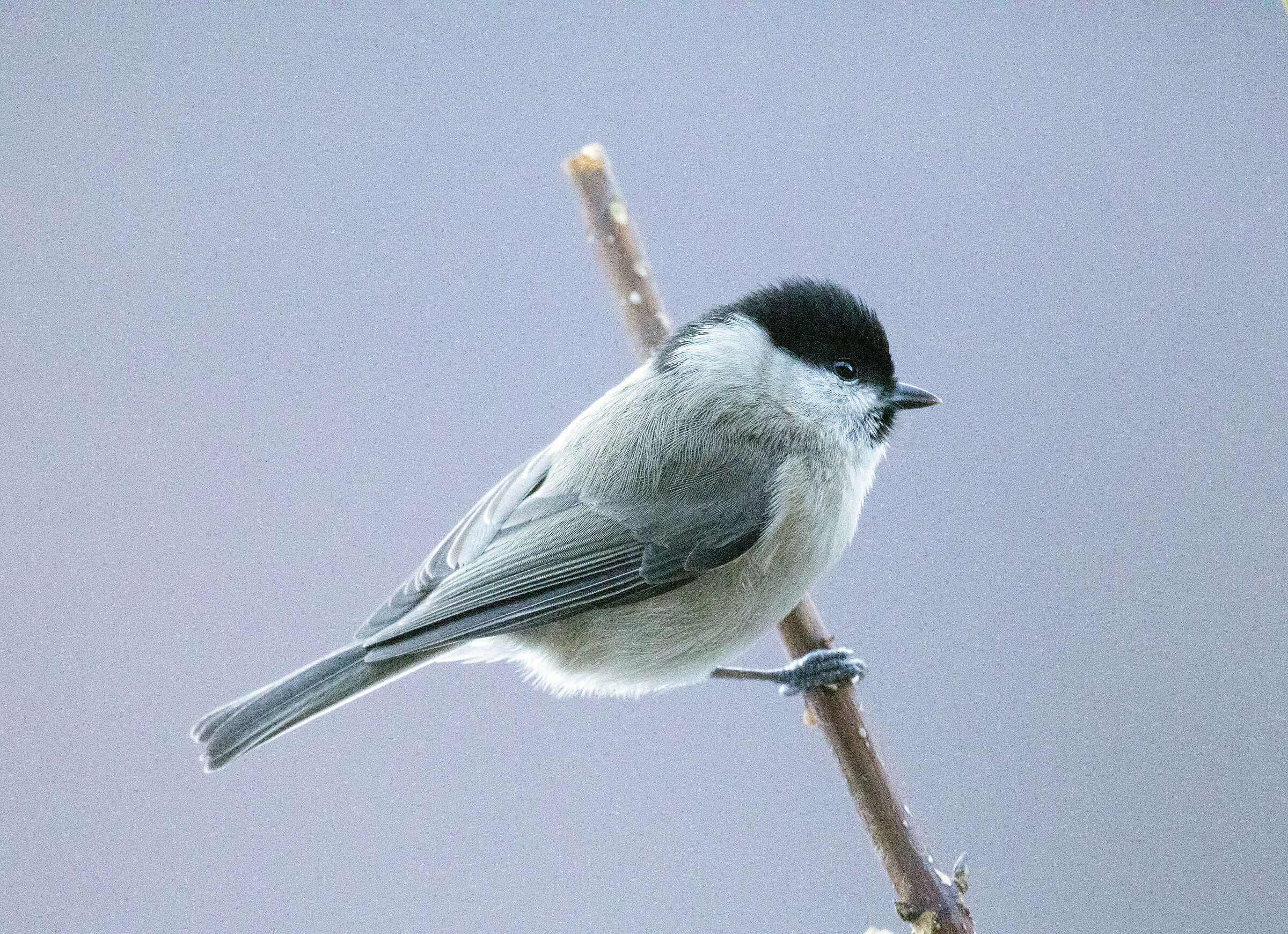 bigia