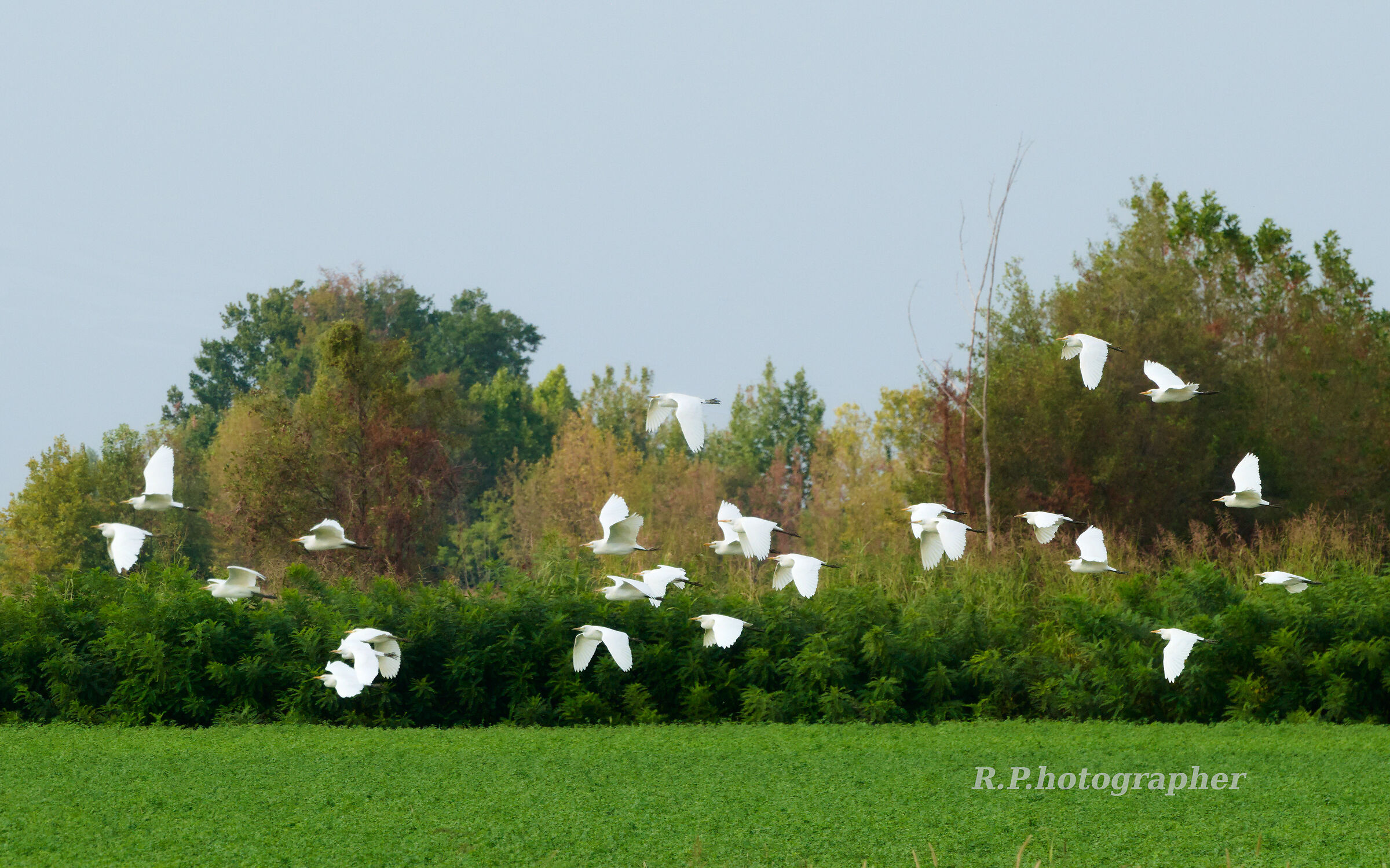 Stormo di guardabuoi