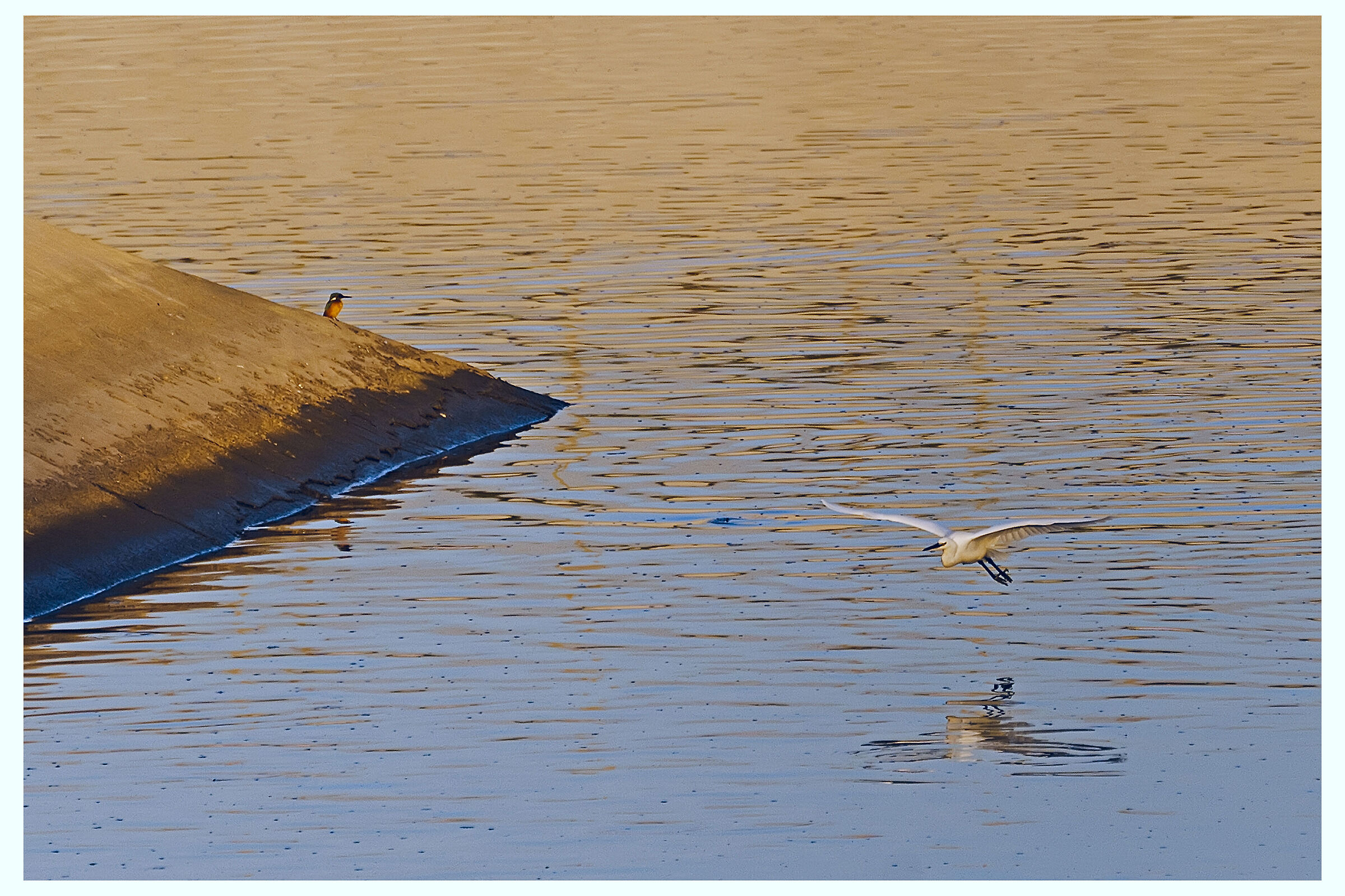 Garzetta in volo...sotto lo sguardo attento del martino