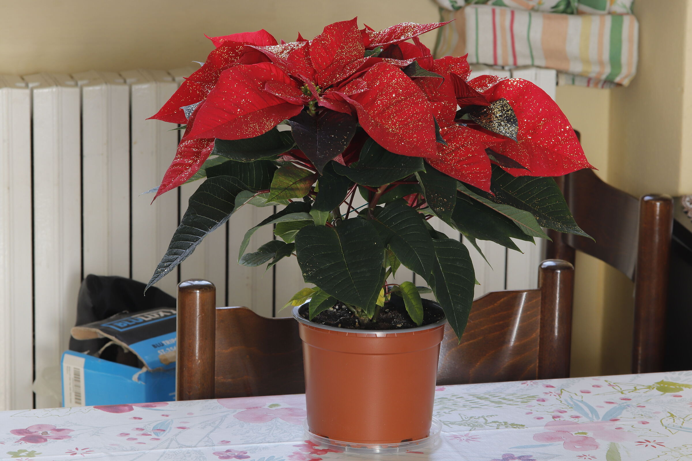 Stella di Natale 17/12/2021