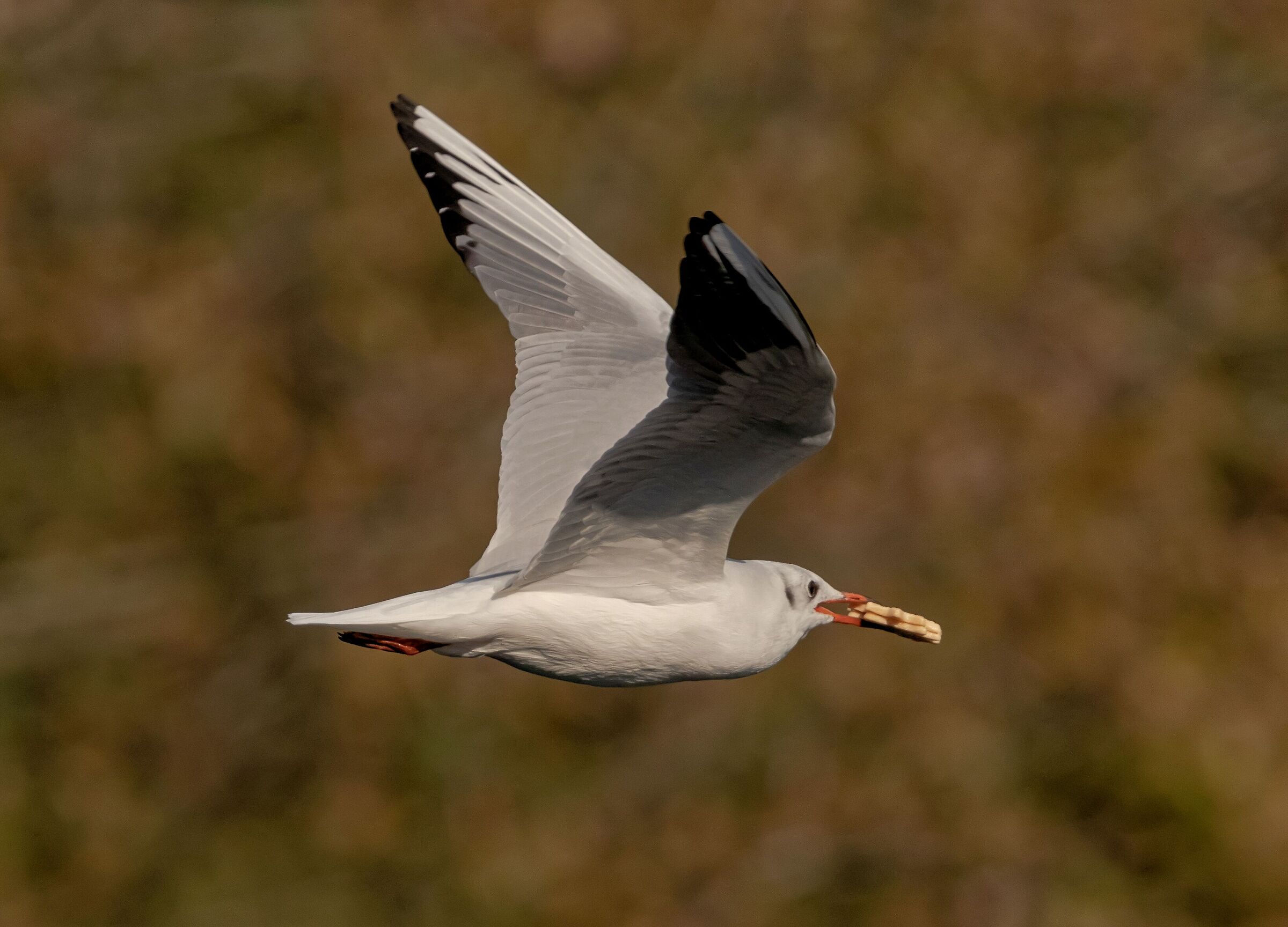 Common Gull with Adda River Biscuit 28/10/2021
