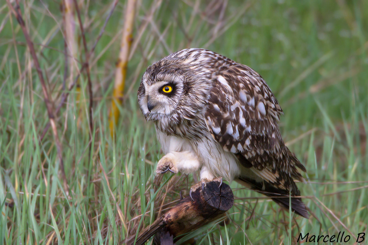 Marsh Owl (Tuscany)