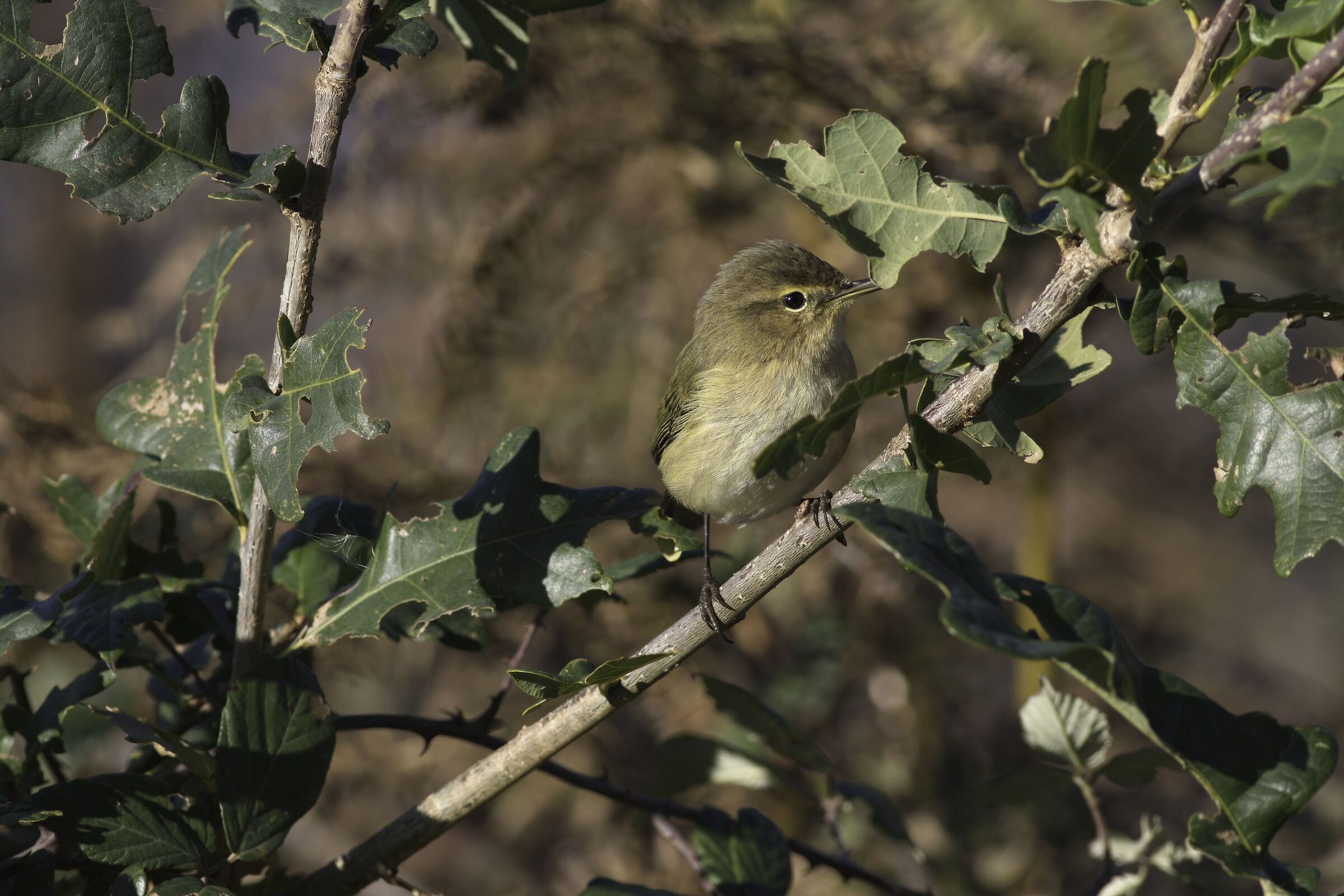 Chiffchaff