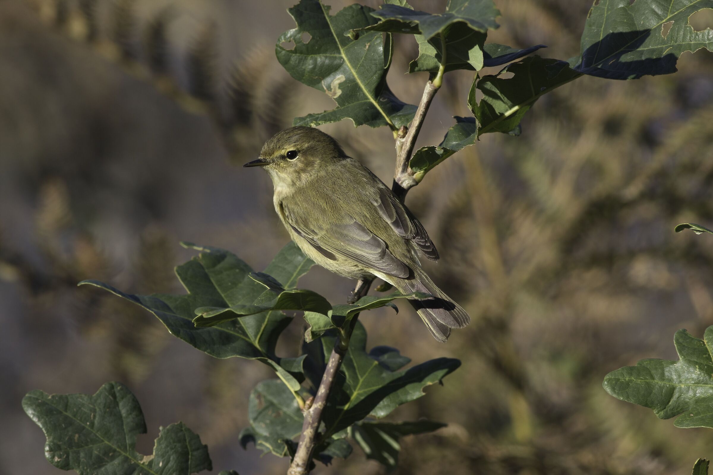 Chiffchaff
