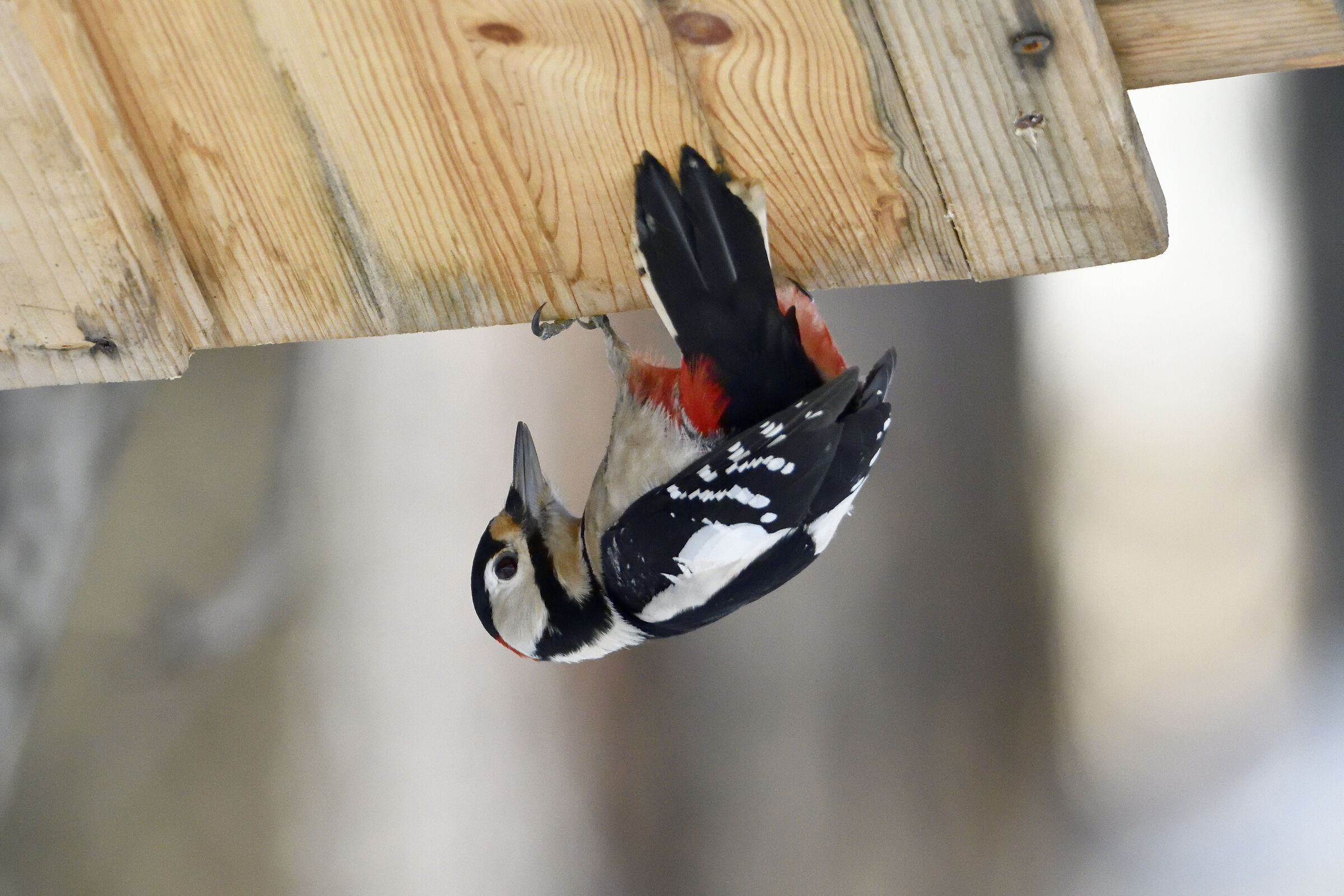 woodpecker