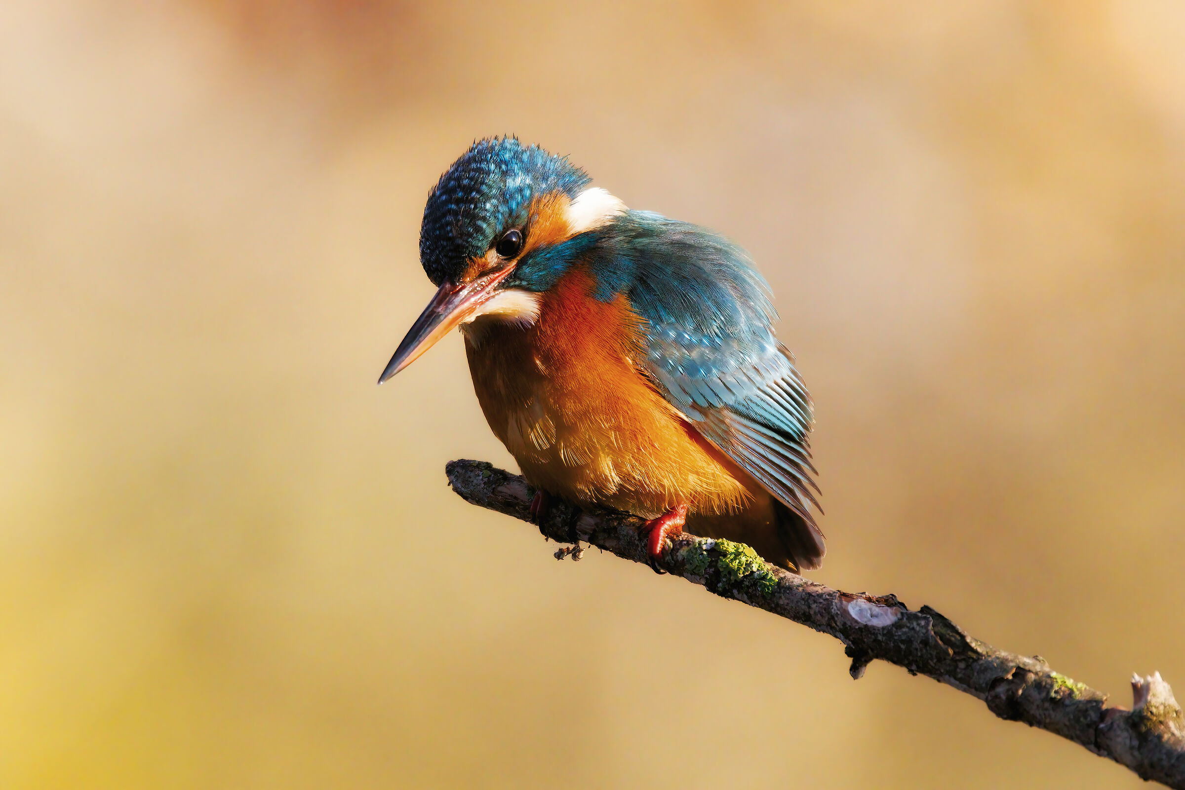kingfisher