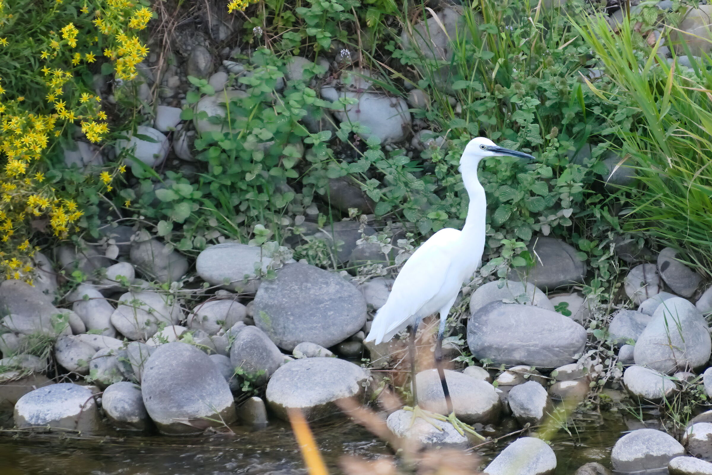 Bird