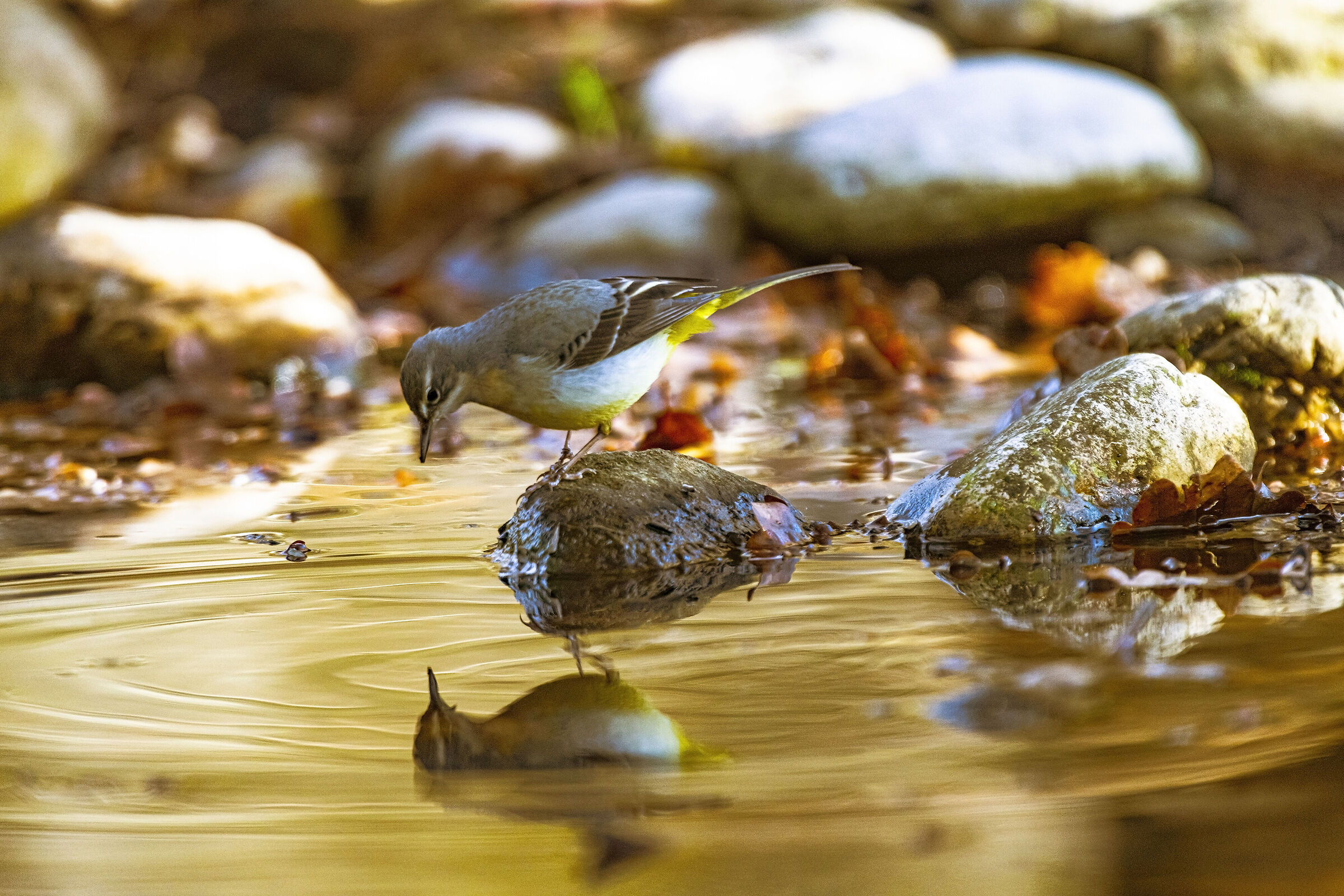 The Yellow Ballerina