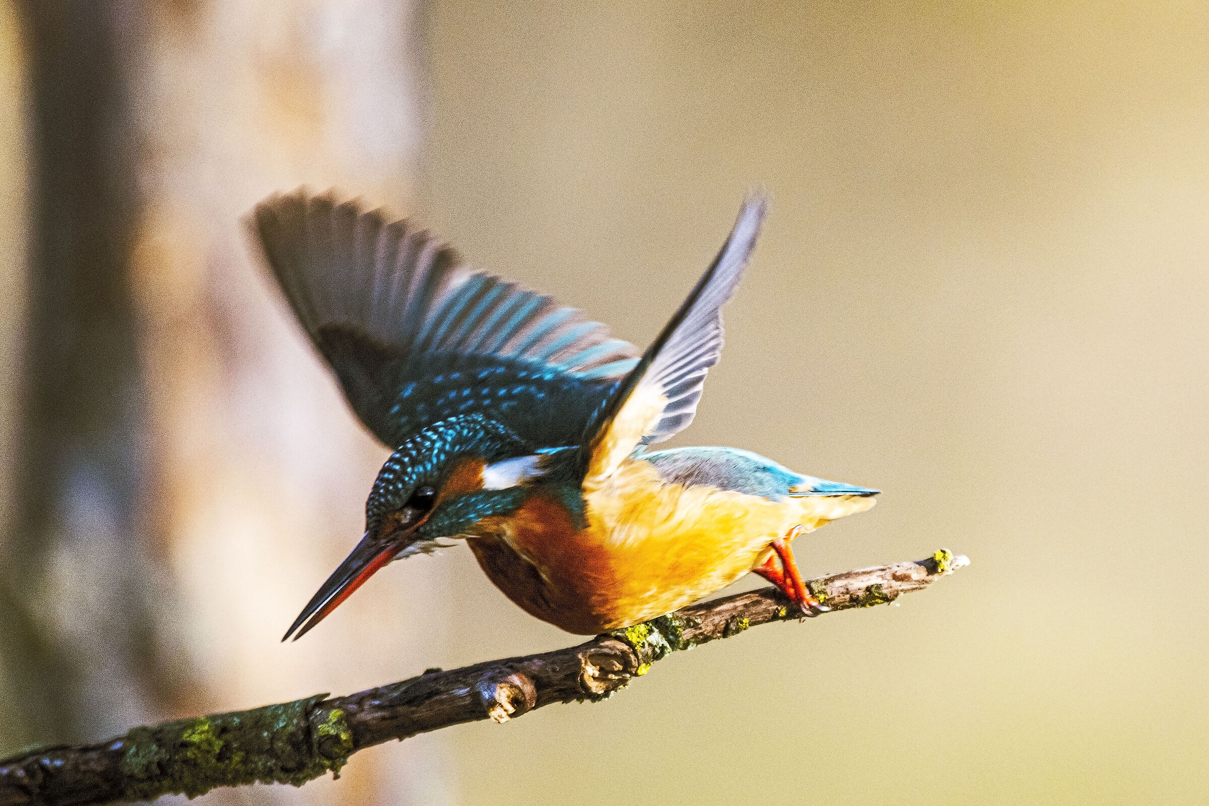 Martina goes on the attack