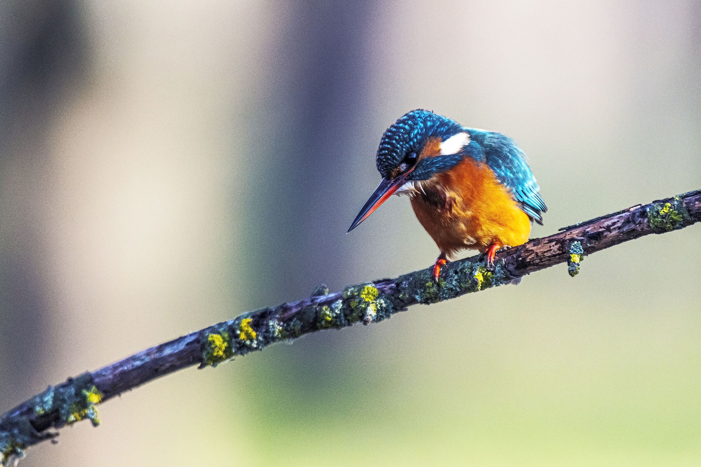 Martina without prey