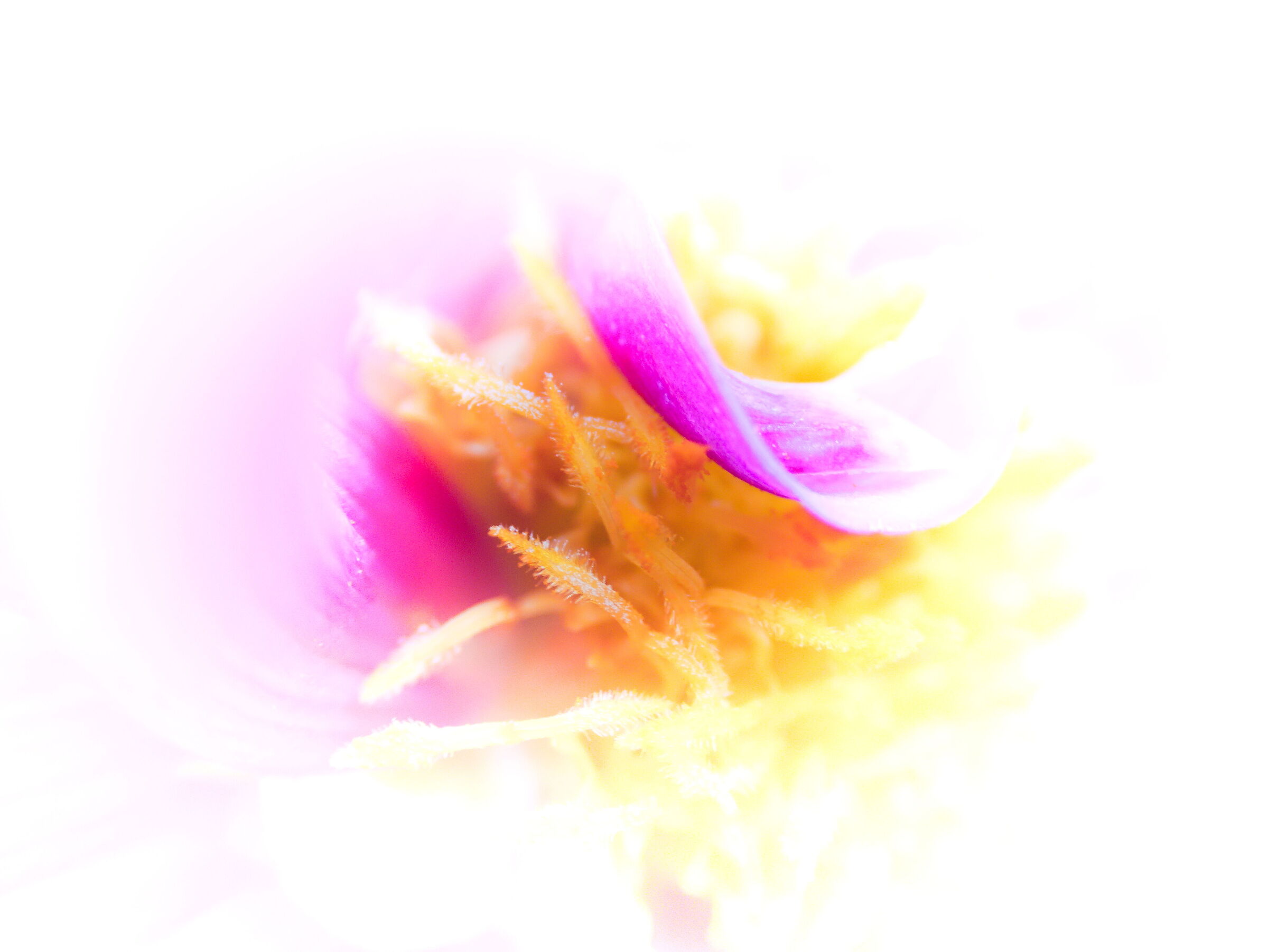 Fiore che non esiste