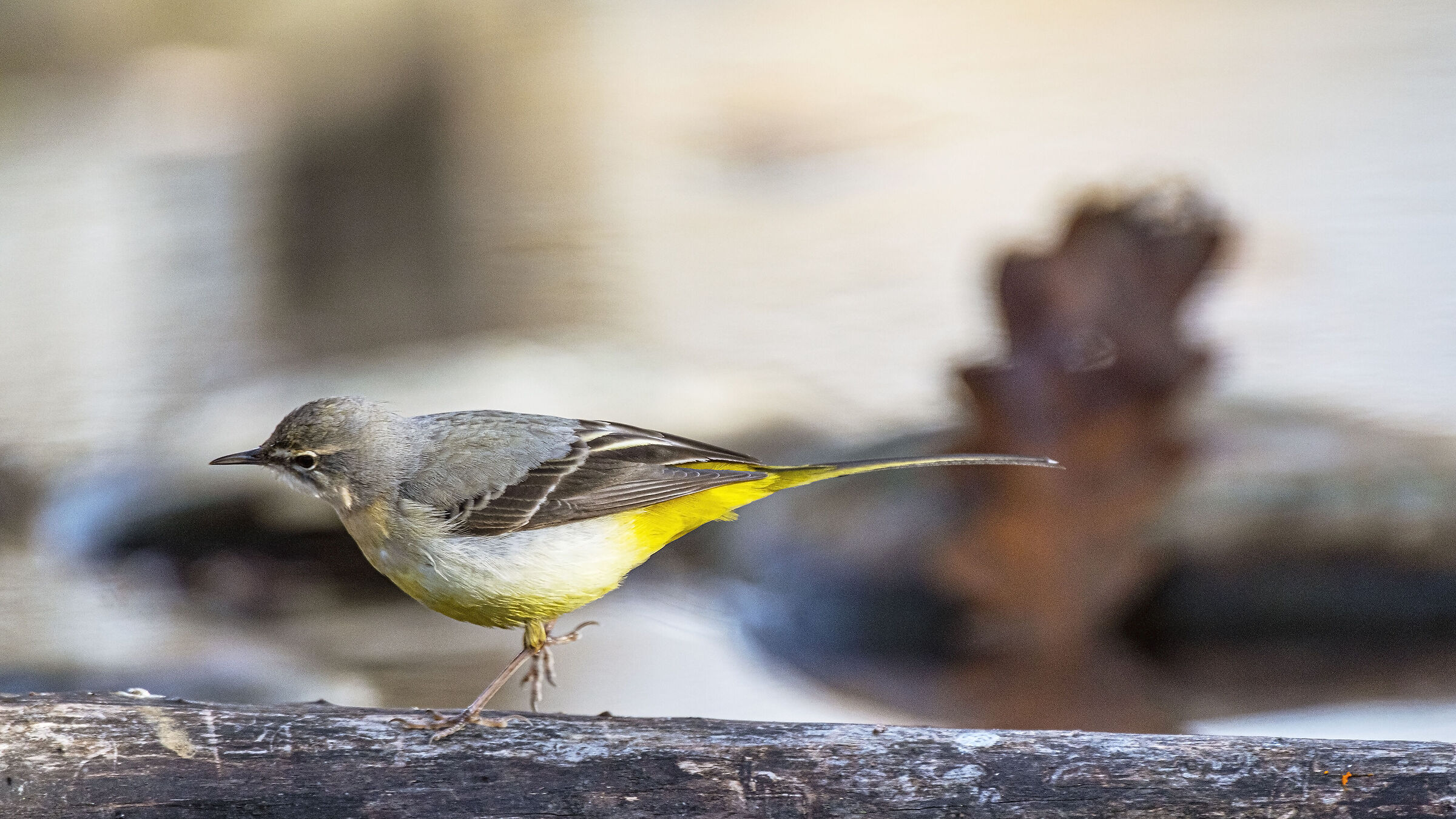Grey wagtail